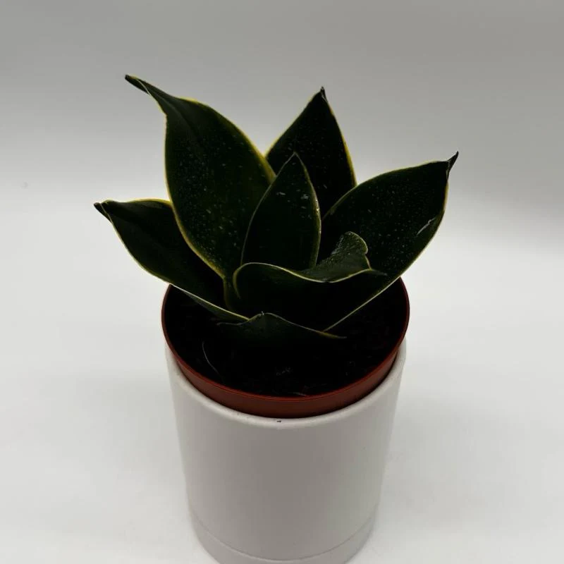 Sansevieria Hahnii ‘Black Star’ - Image 3