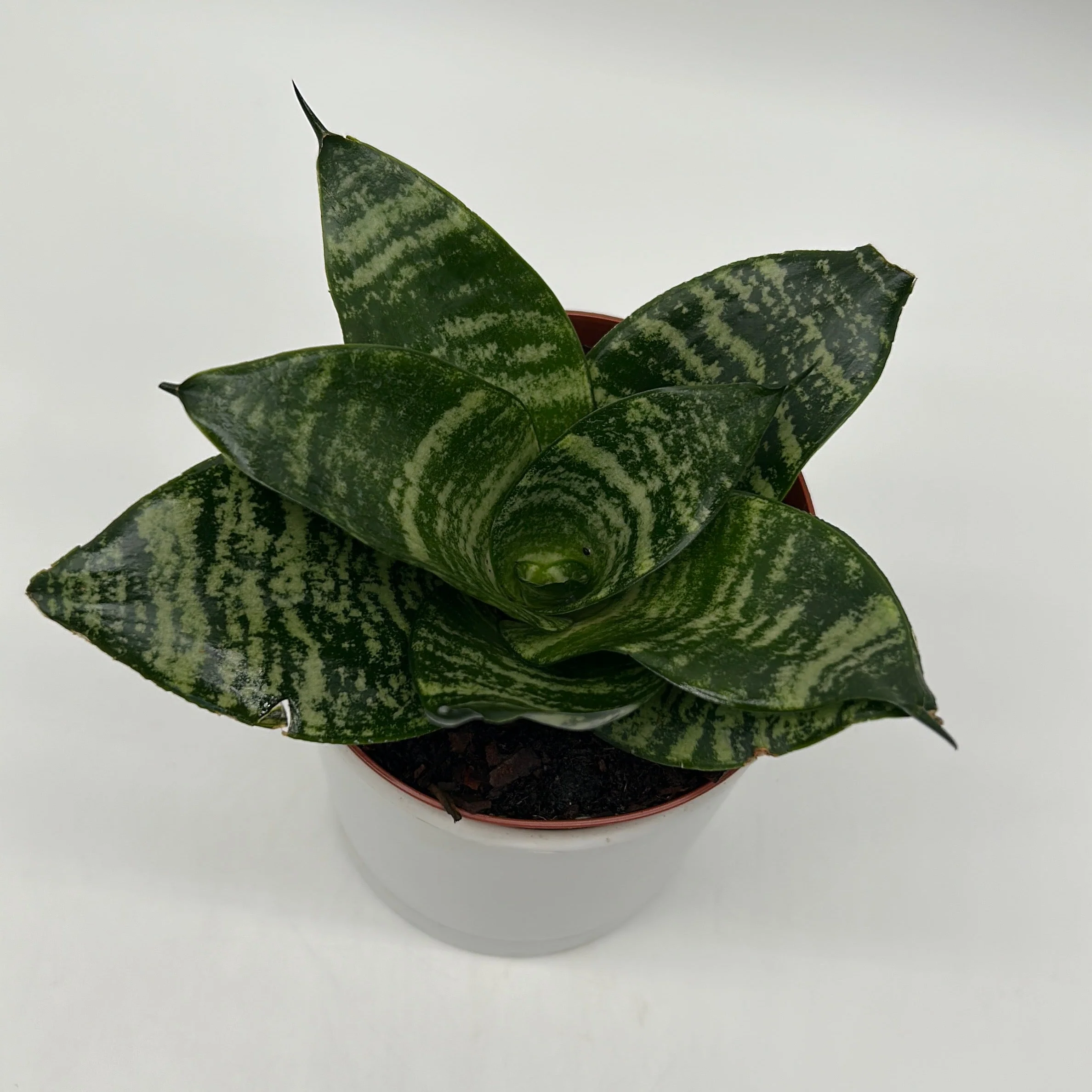 Sansevieria Hahnii ‘Forest Star’ - Image 2