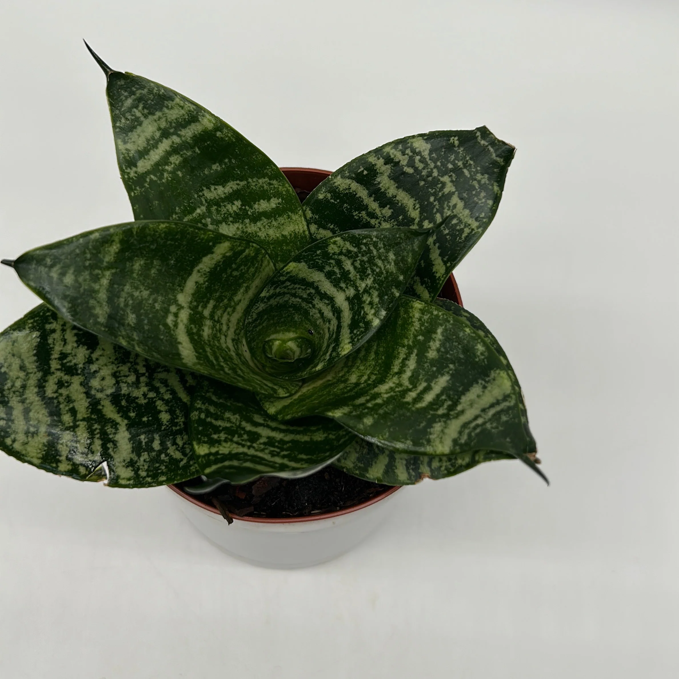 Sansevieria Hahnii ‘Forest Star’ - Image 3