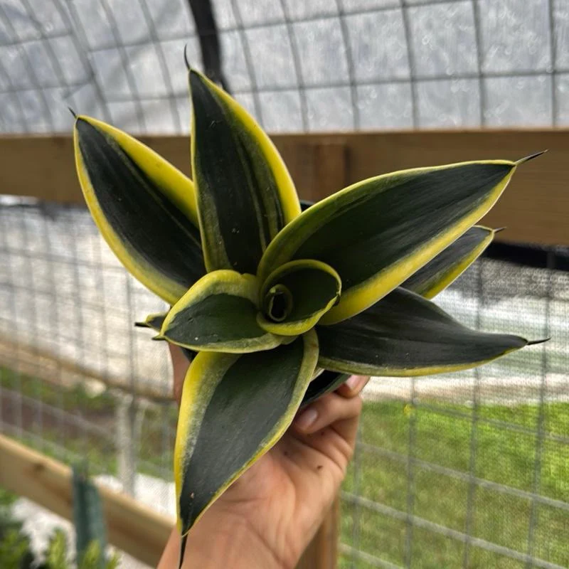 Sansevieria Hahnii 'Golden Jade' - Image 2