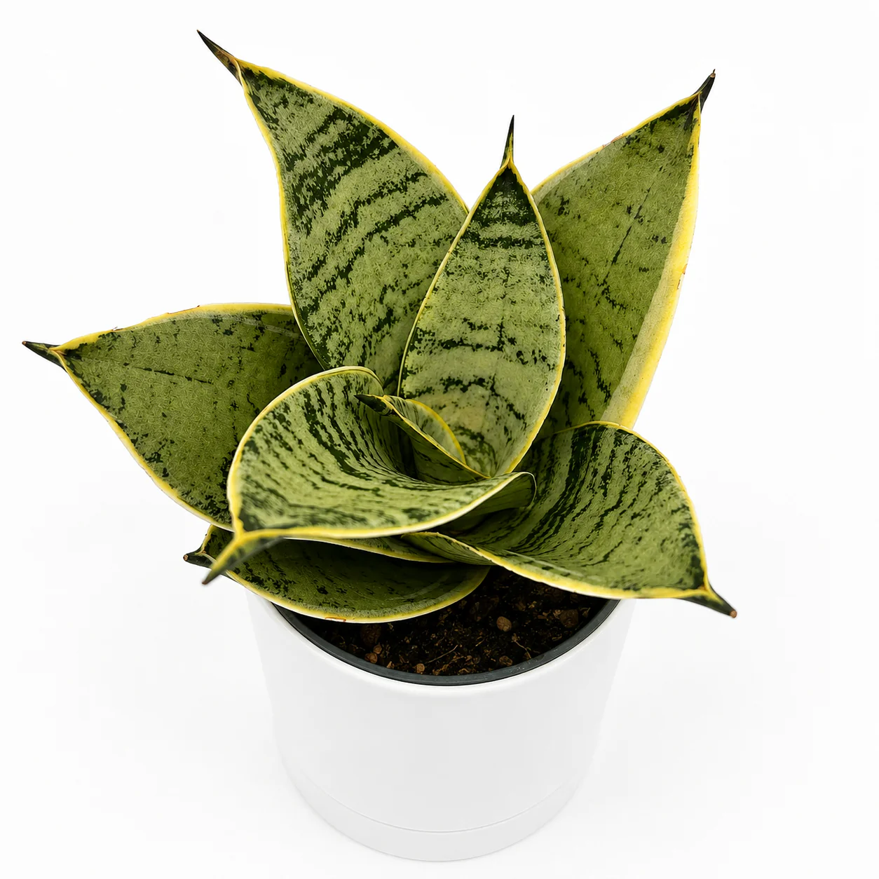 Sansevieria Hahnii 'Silver Star'