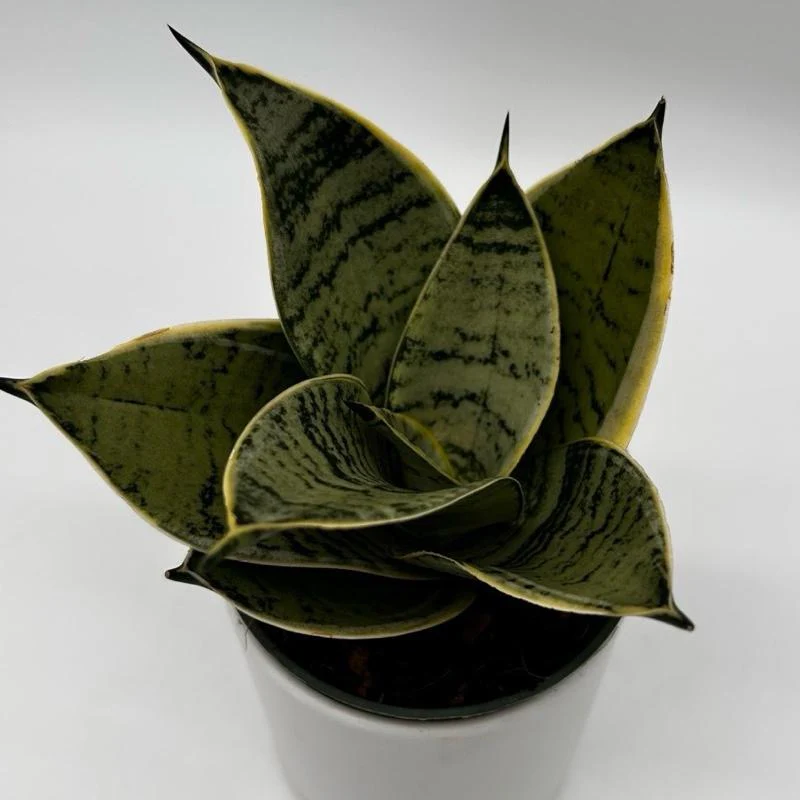 Sansevieria Hahnii 'Silver Star' - Image 2