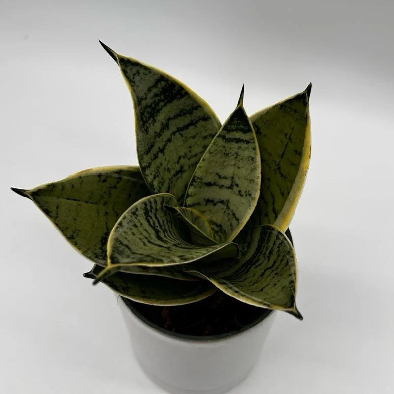 Sansevieria Hahnii 'Silver Star' - Image 3
