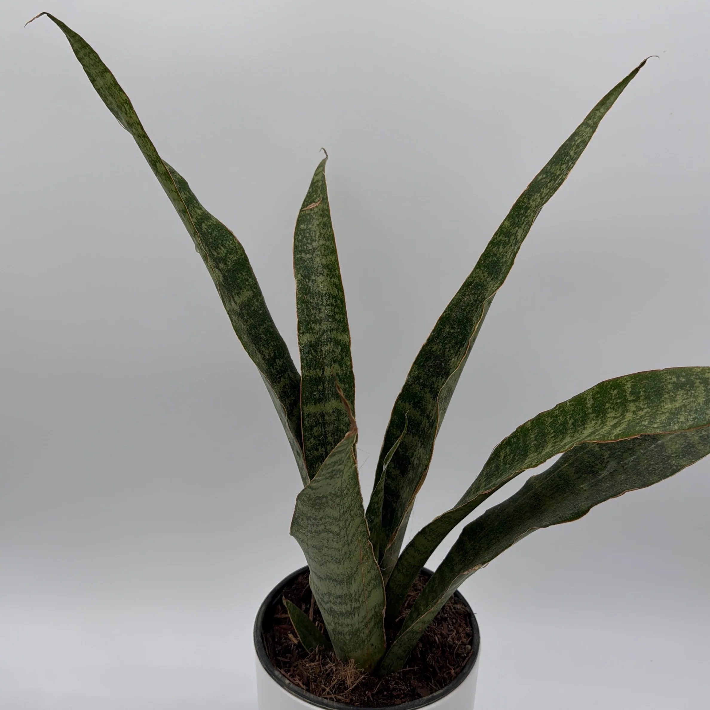 Sansevieria 'Jaboa' - Image 3