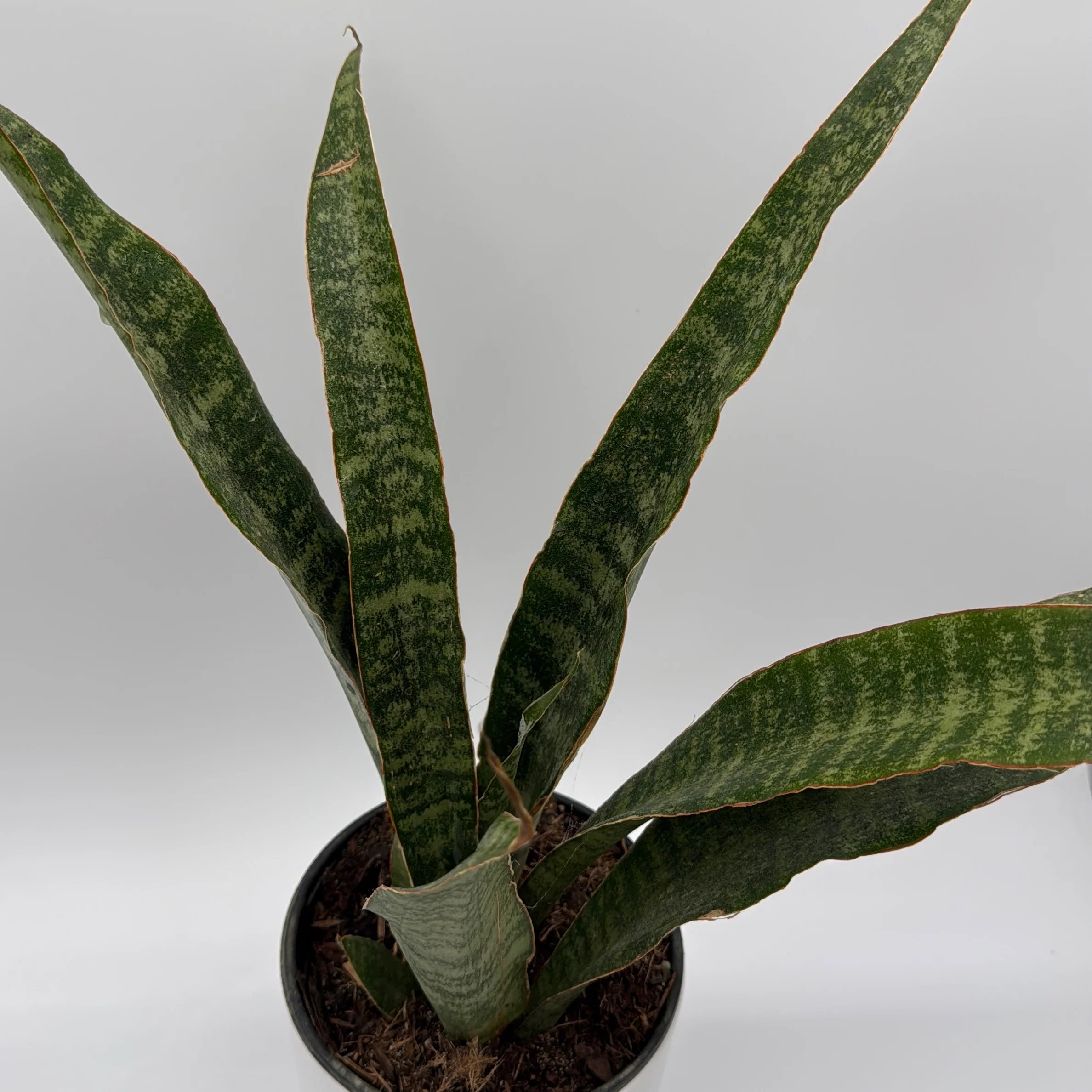 Sansevieria 'Jaboa' - Image 4