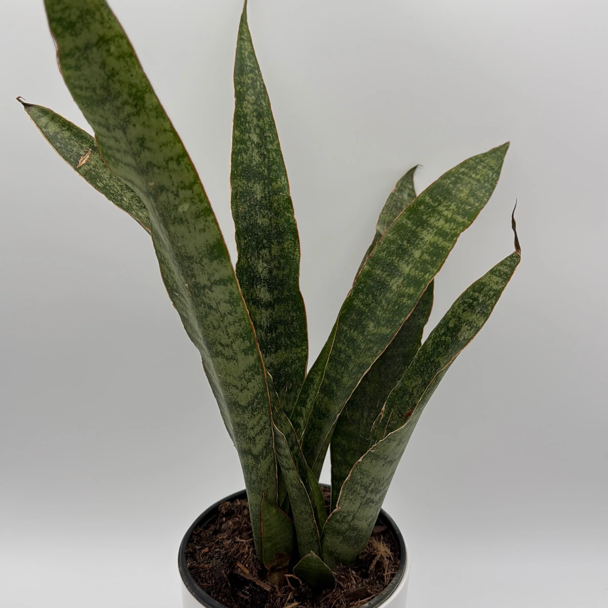 Sansevieria 'Jaboa' - Image 5