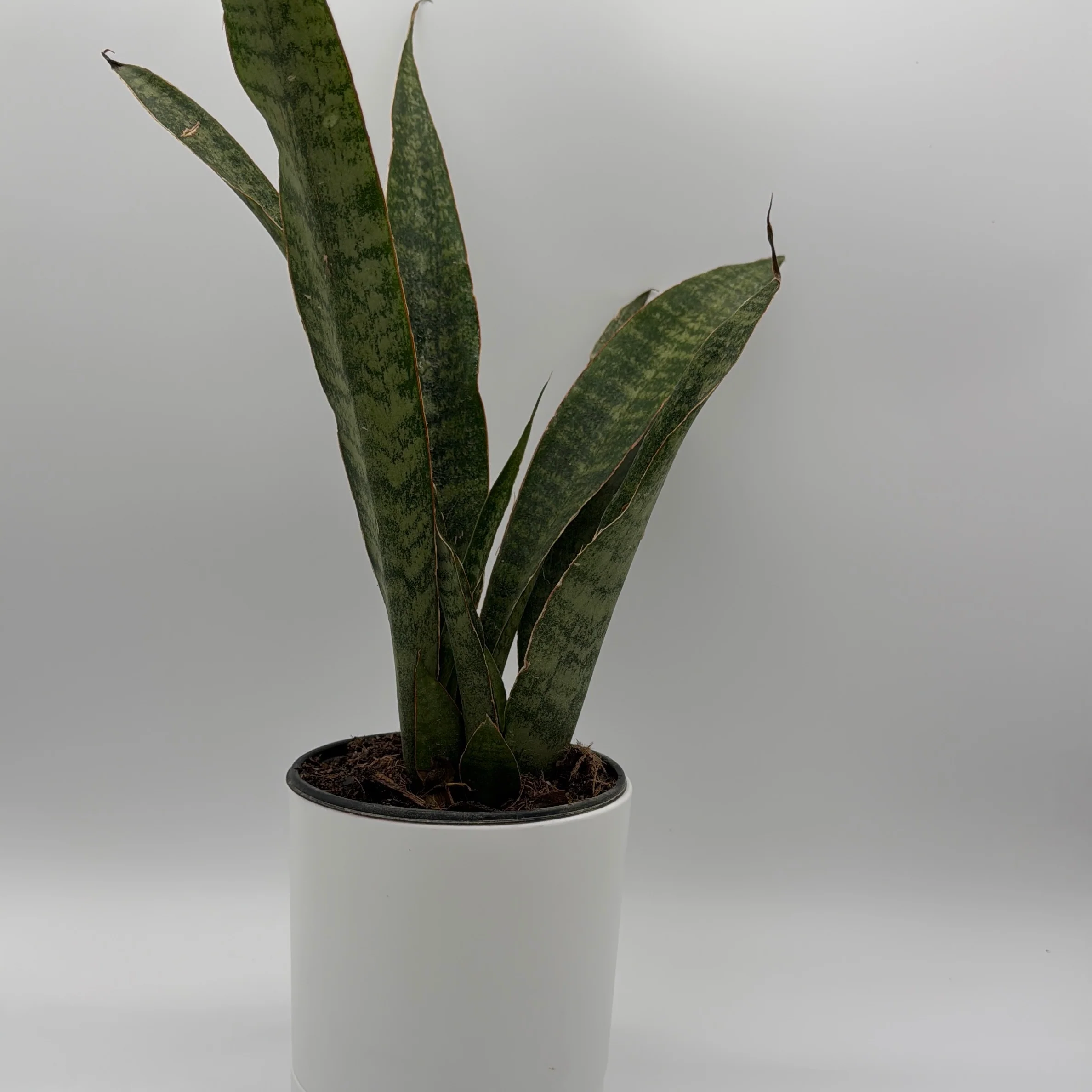 Sansevieria 'Jaboa' - Image 6