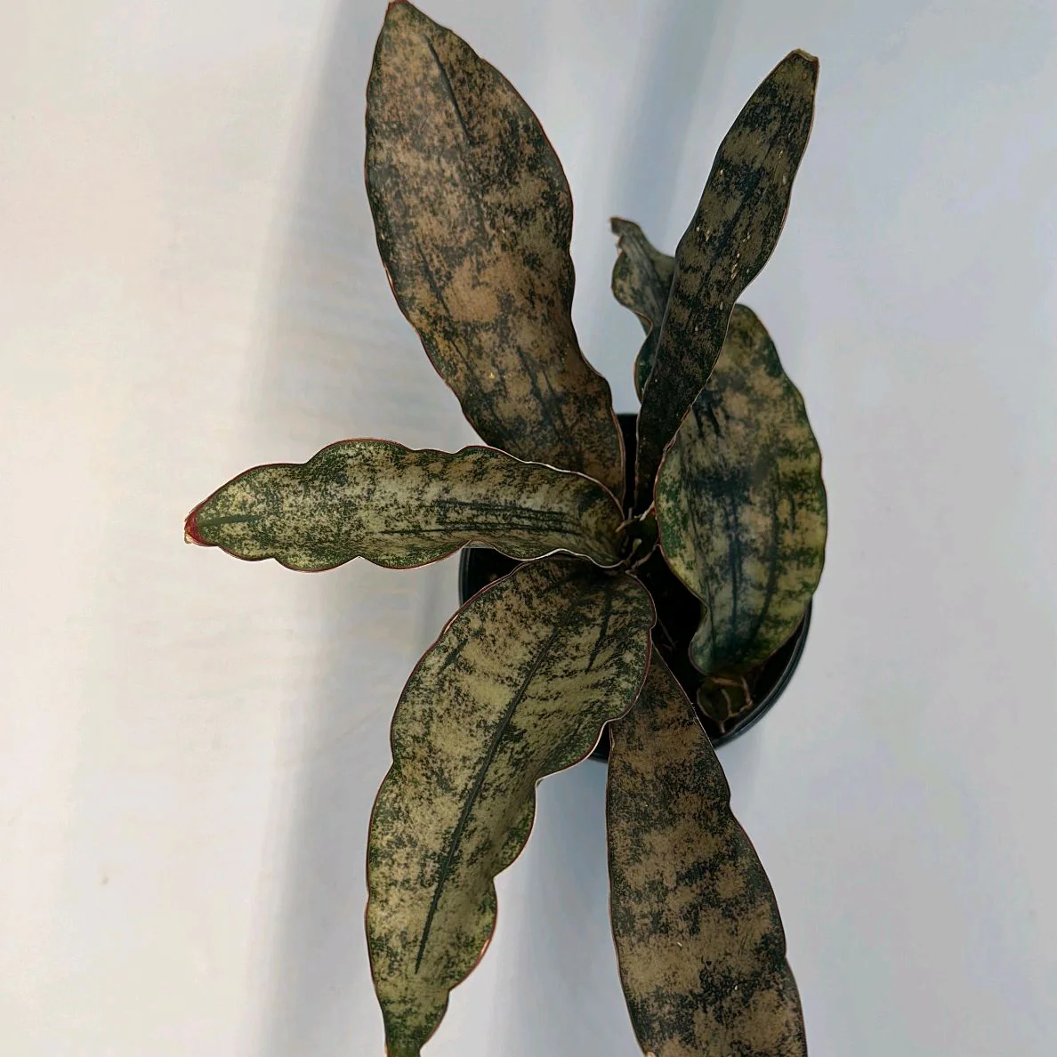 Sansevieria Kirkii 'Coppertone' - Image 2