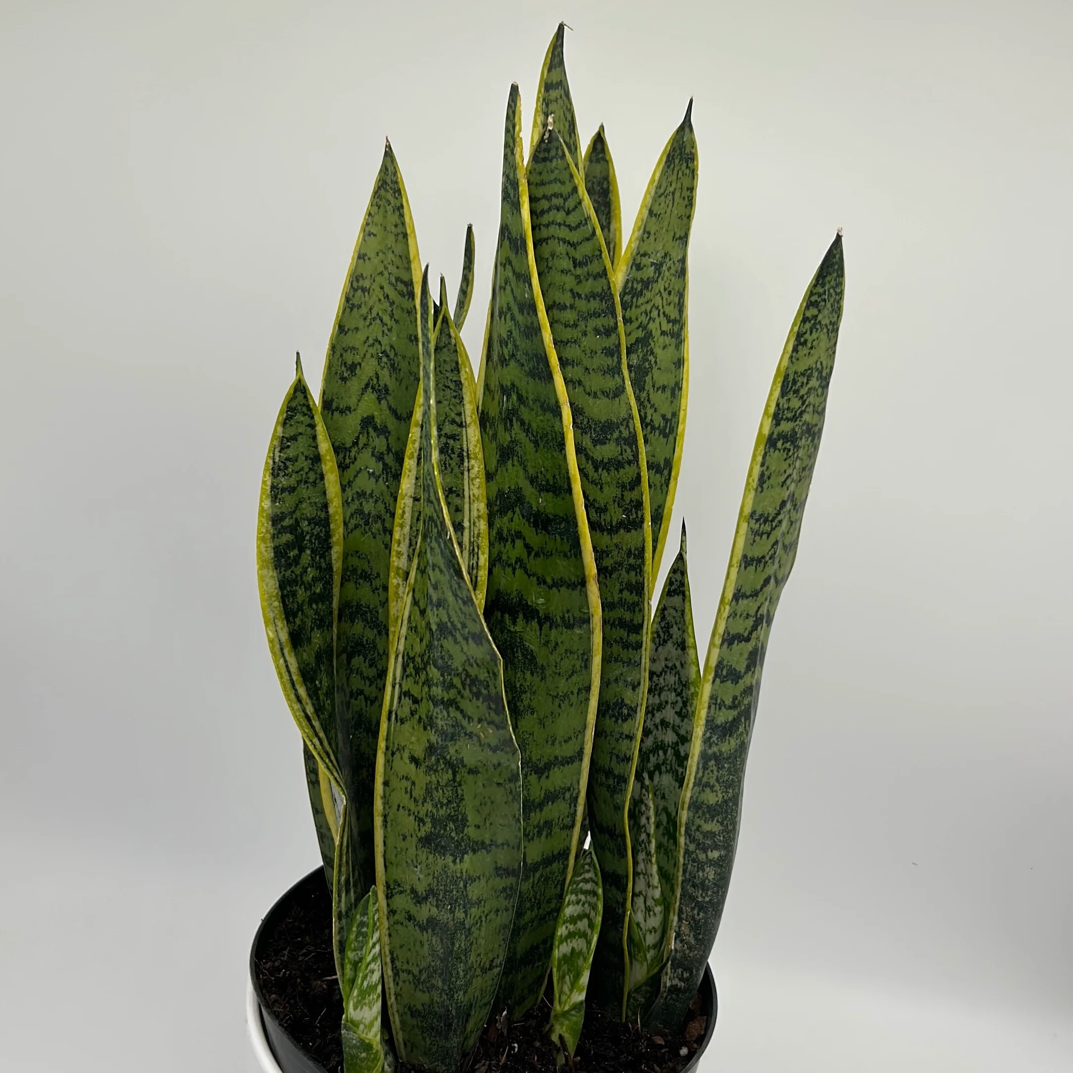 Sansevieria 'Laurentii' - Image 2