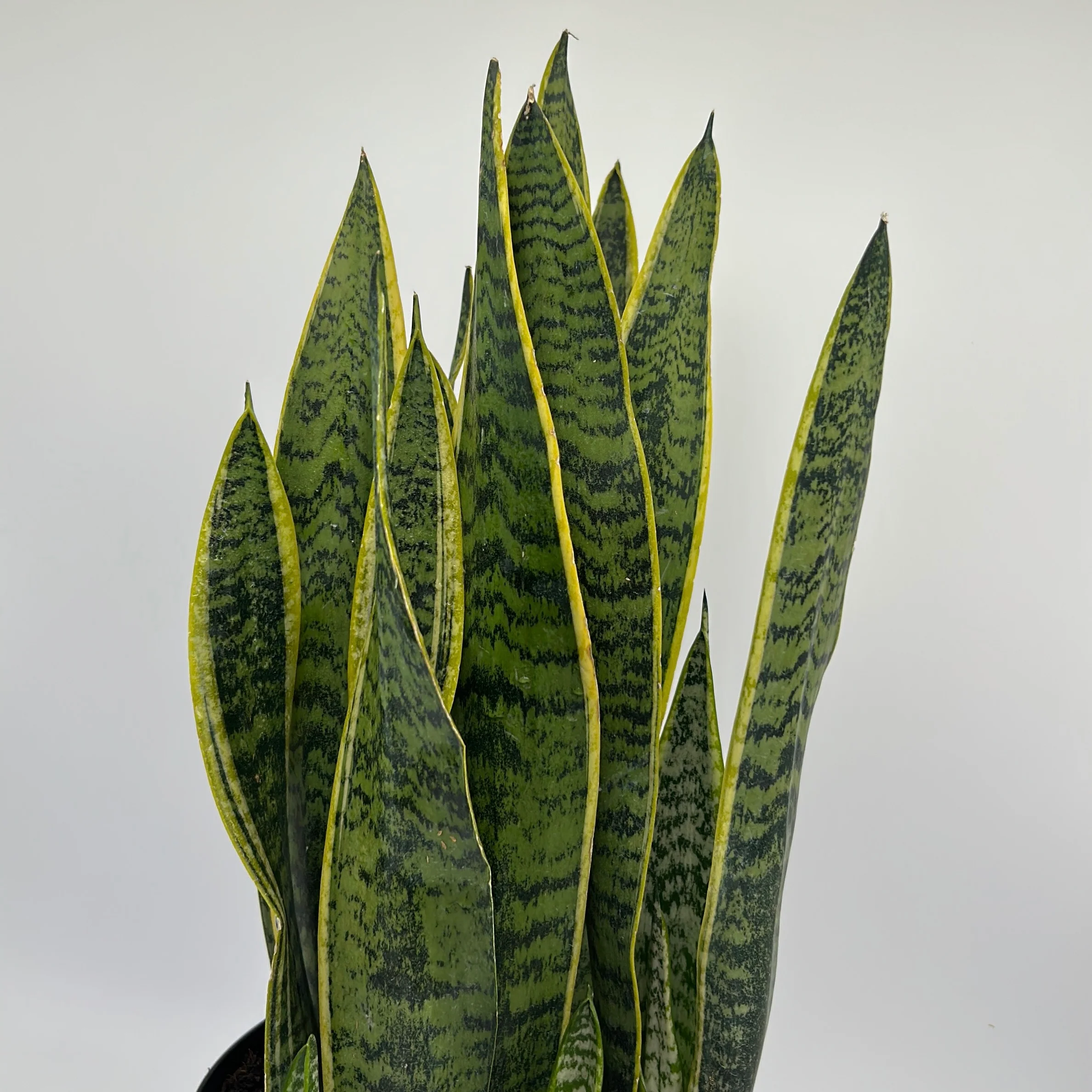 Sansevieria 'Laurentii' - Image 3