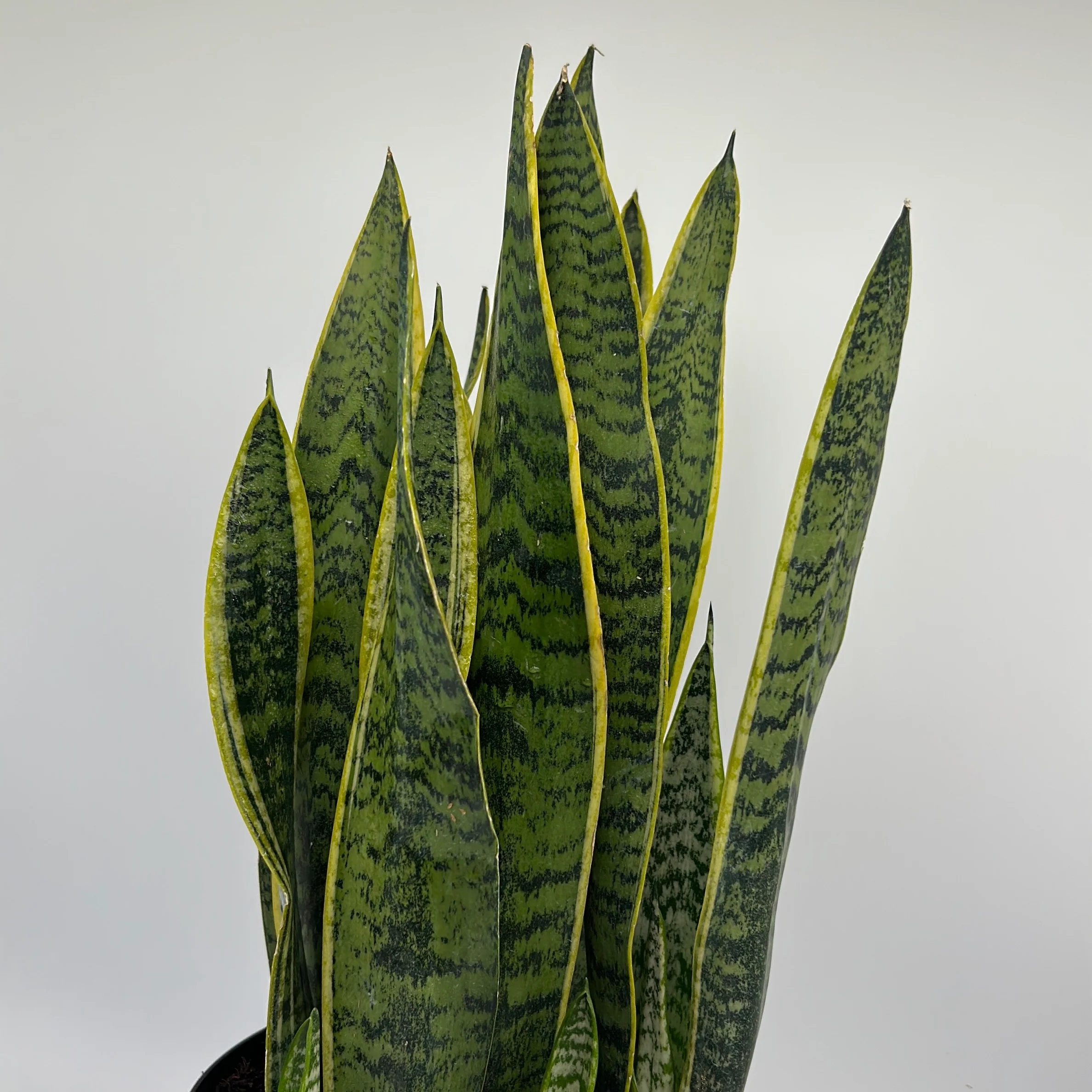Sansevieria 'Laurentii' - Image 4