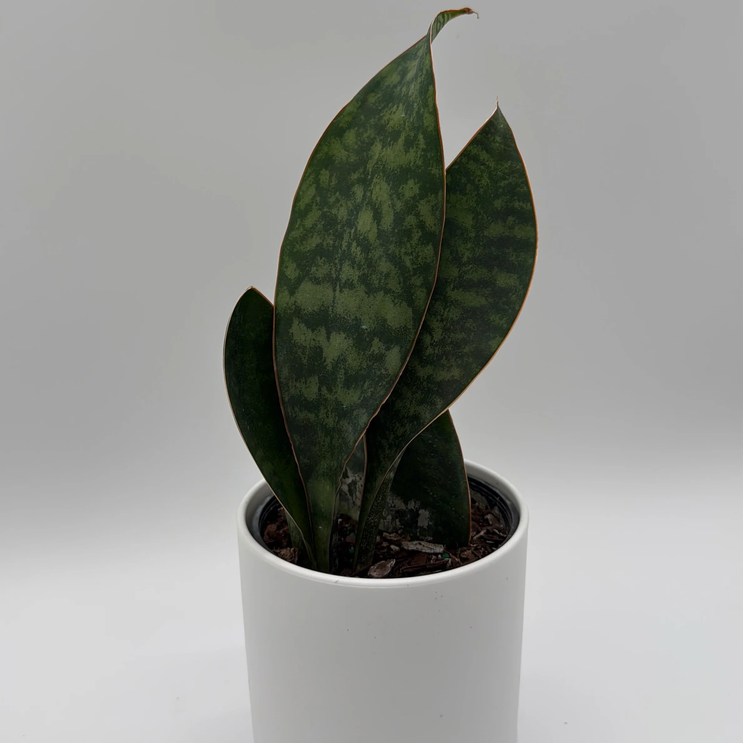 Sansevieria Masoniana (Whale Fin) - Image 2