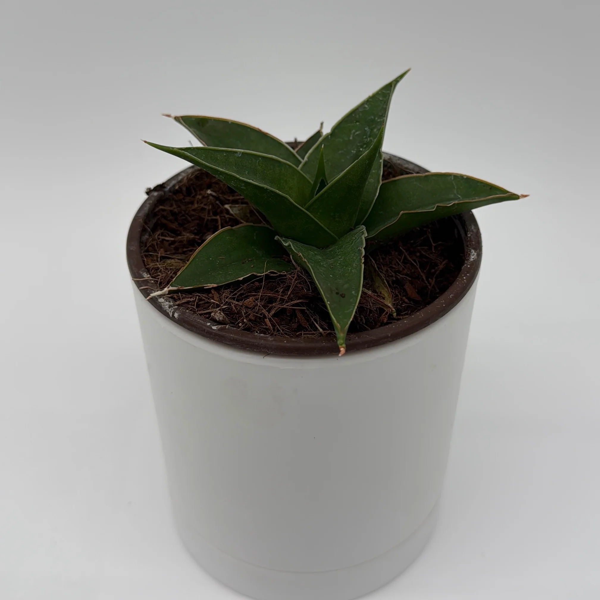 Sansevieria 'Maya'