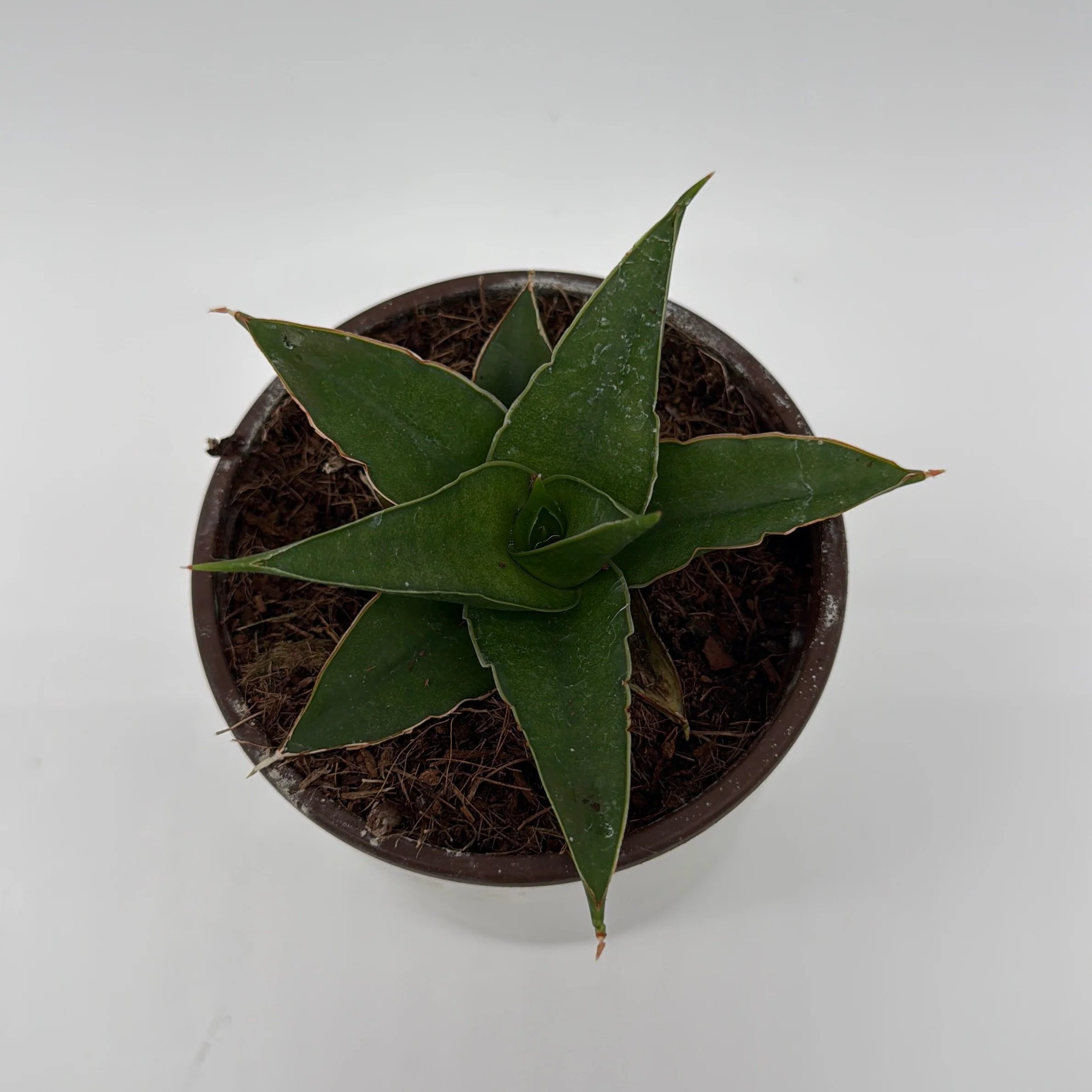 Sansevieria 'Maya' - Image 2