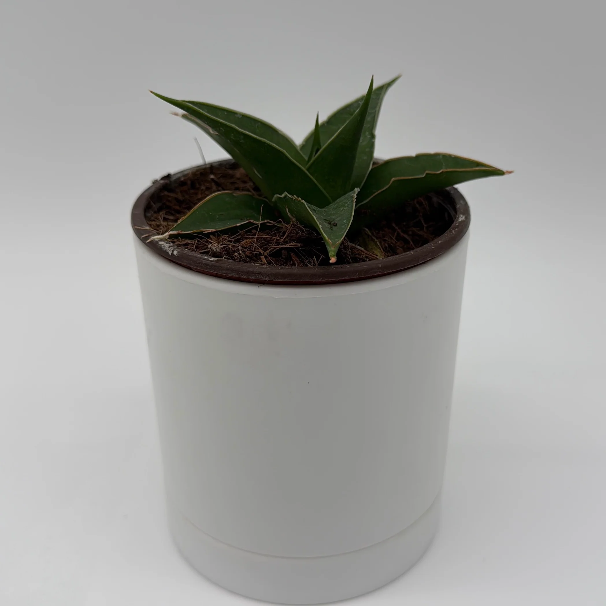 Sansevieria 'Maya' - Image 3