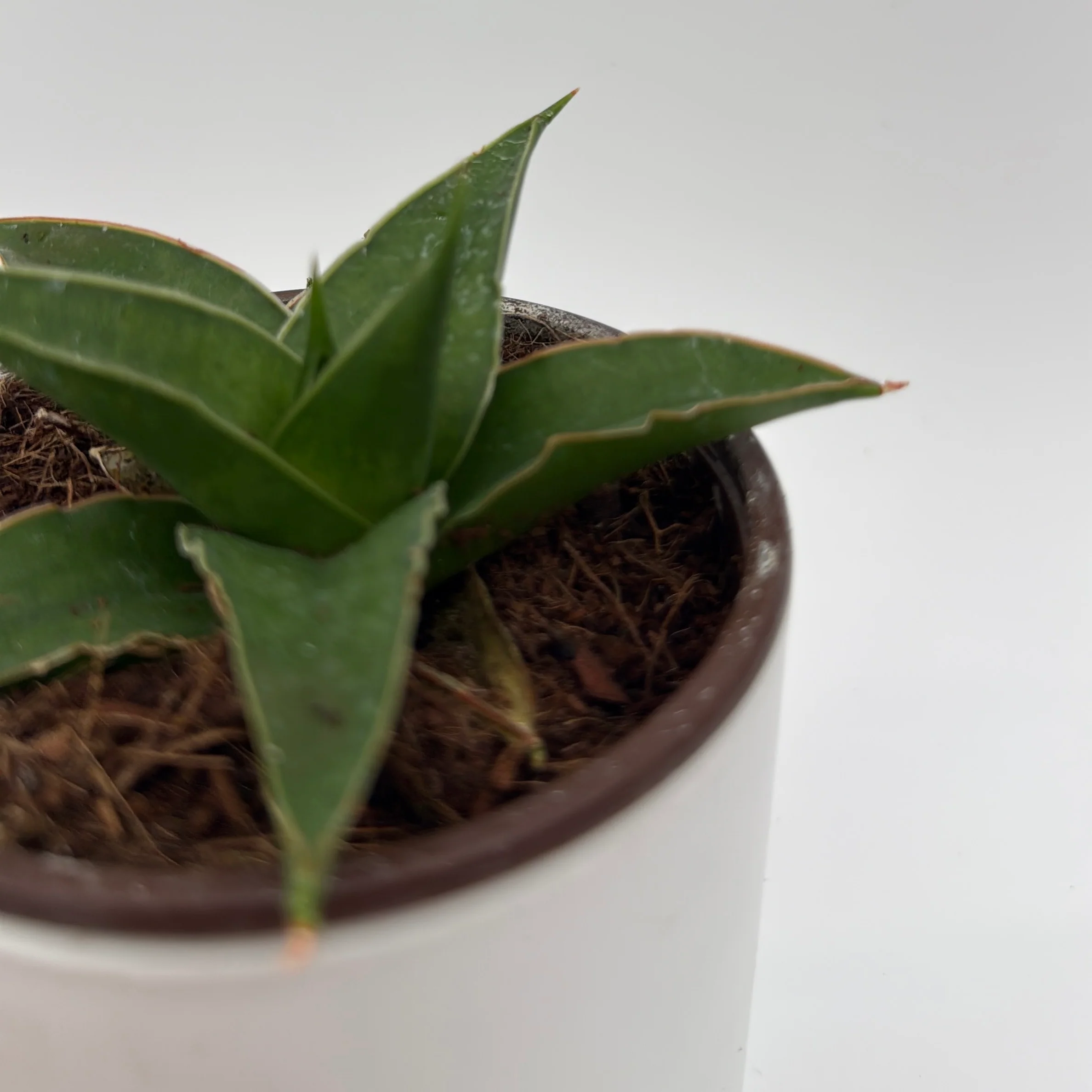 Sansevieria 'Maya' - Image 4