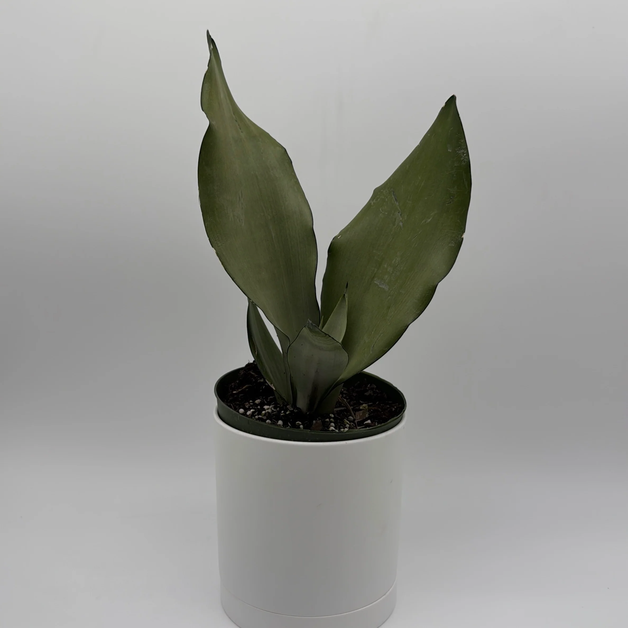Sansevieria 'Moonshine' - Image 3