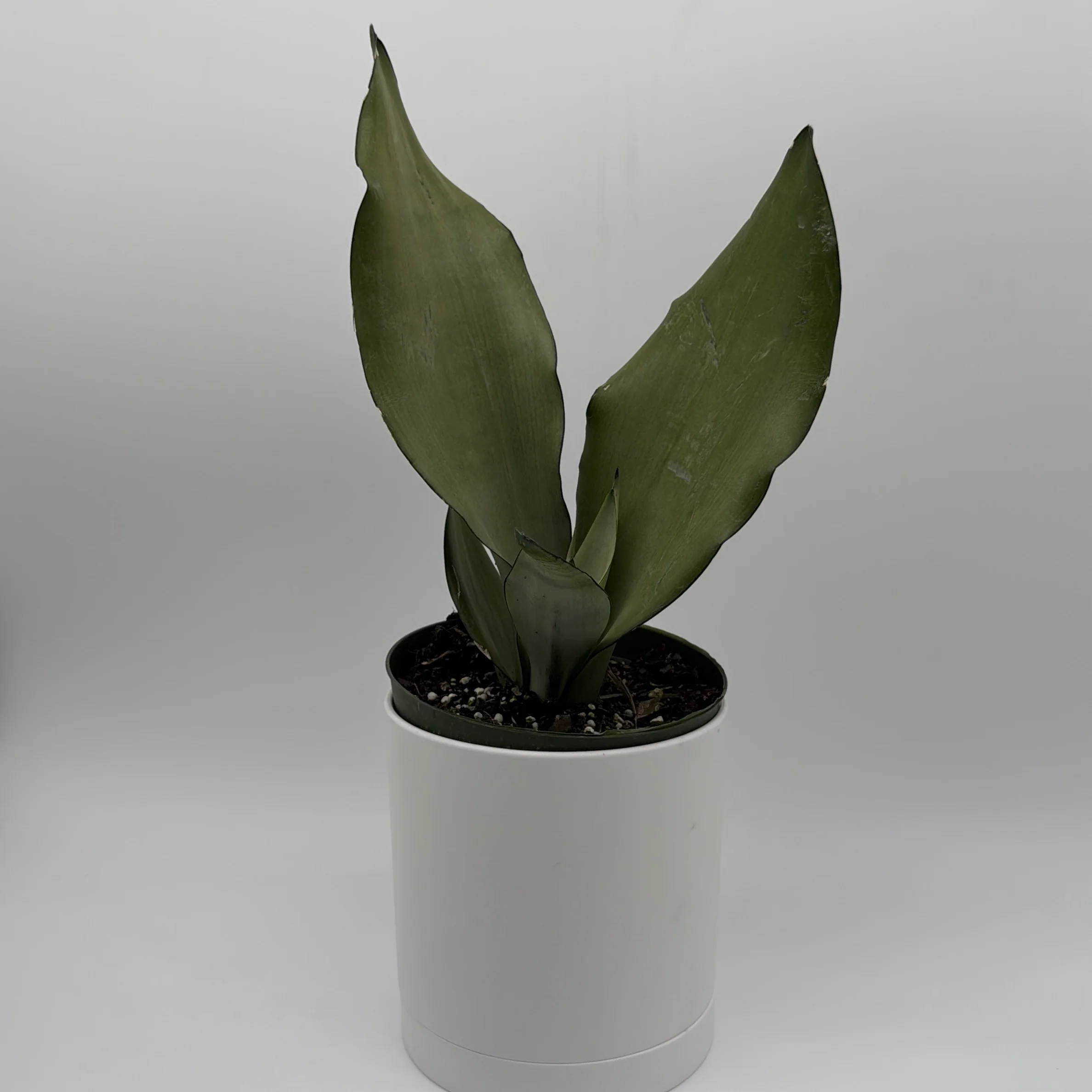 Sansevieria 'Moonshine' - Image 4