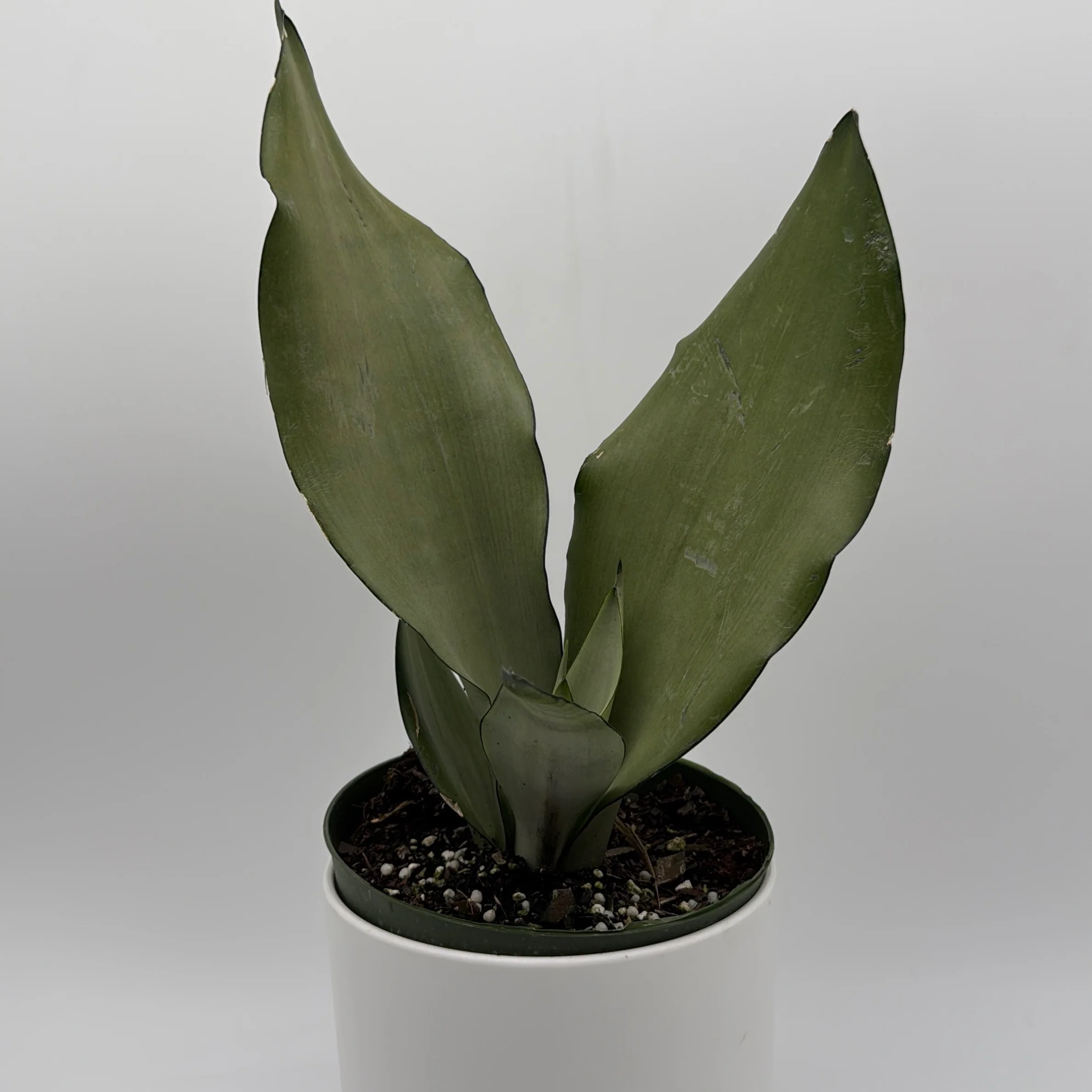 Sansevieria 'Moonshine' - Image 5
