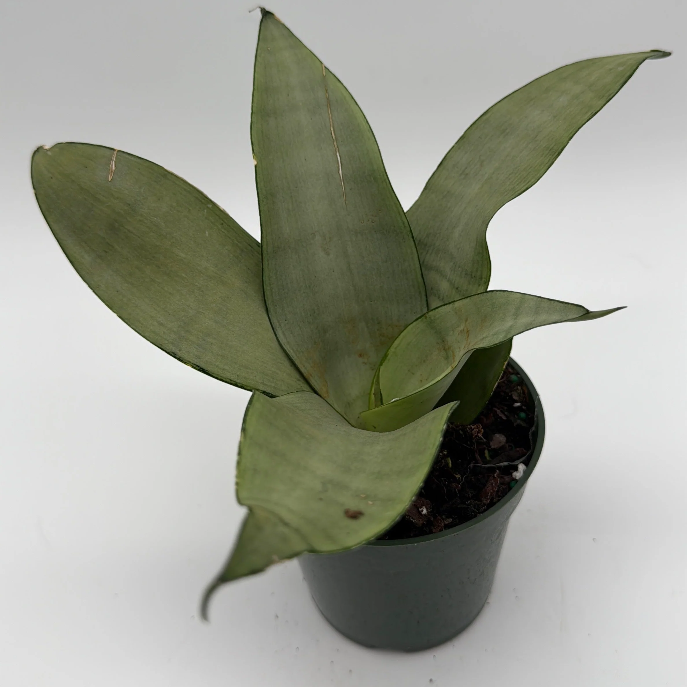 Sansevieria 'Moonshine' - Image 6