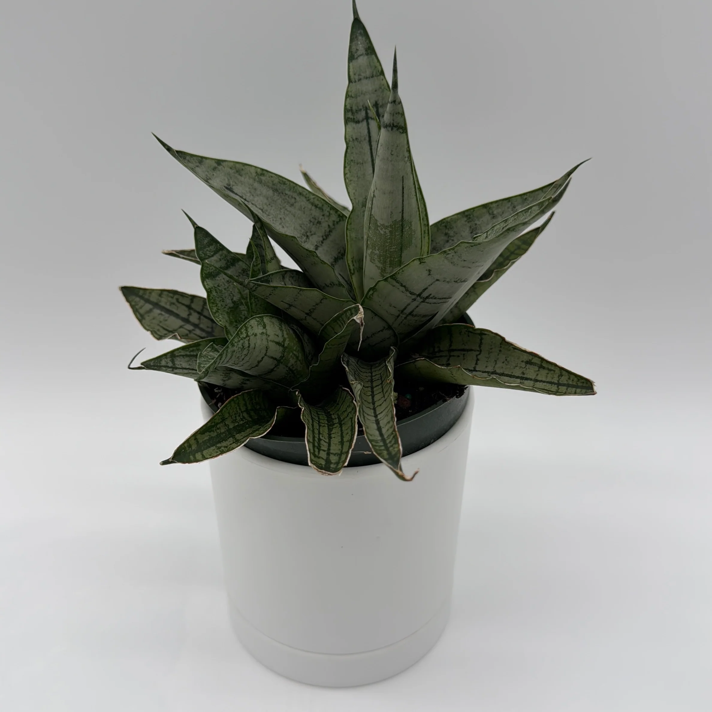 Sansevieria Pagoda 'Lion Heart'