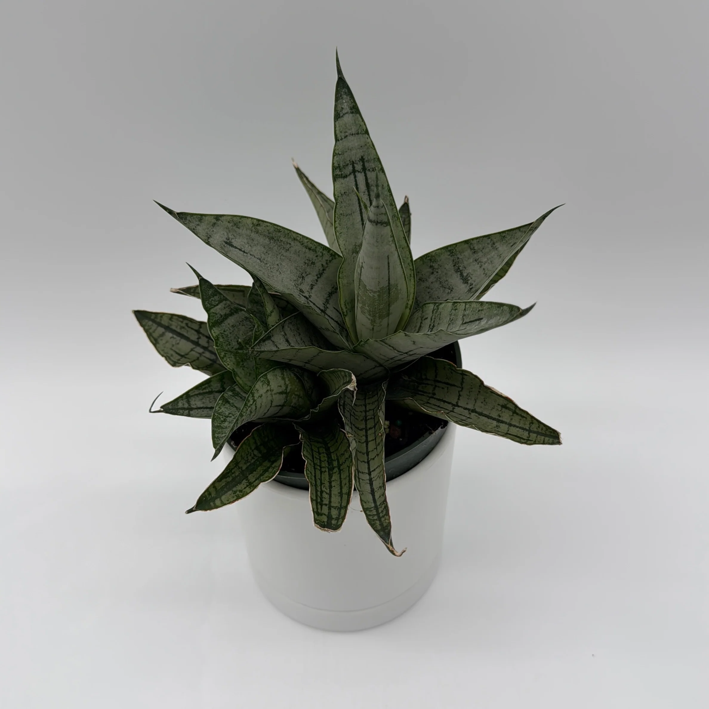 Sansevieria Pagoda 'Lion Heart' - Image 2