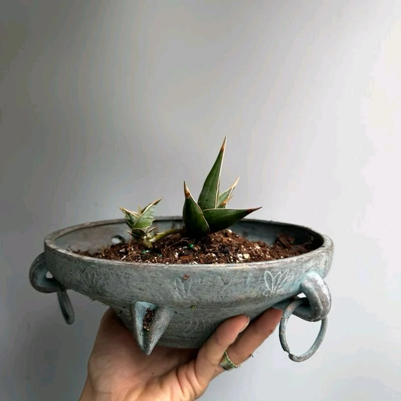 Sansevieria Pinguicula