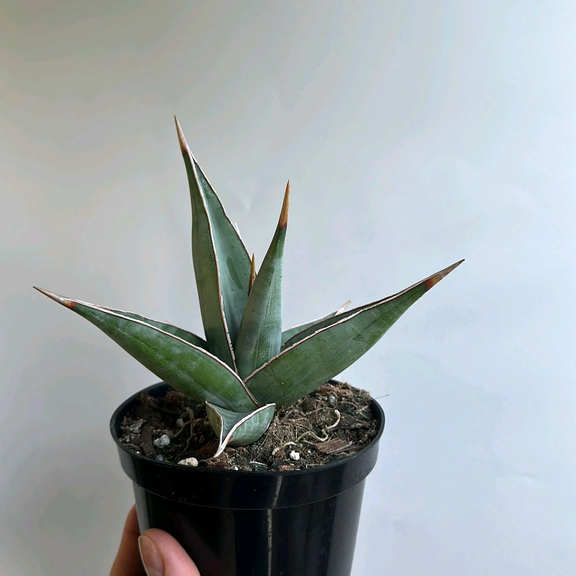 Sansevieria Pinguicula - Image 2