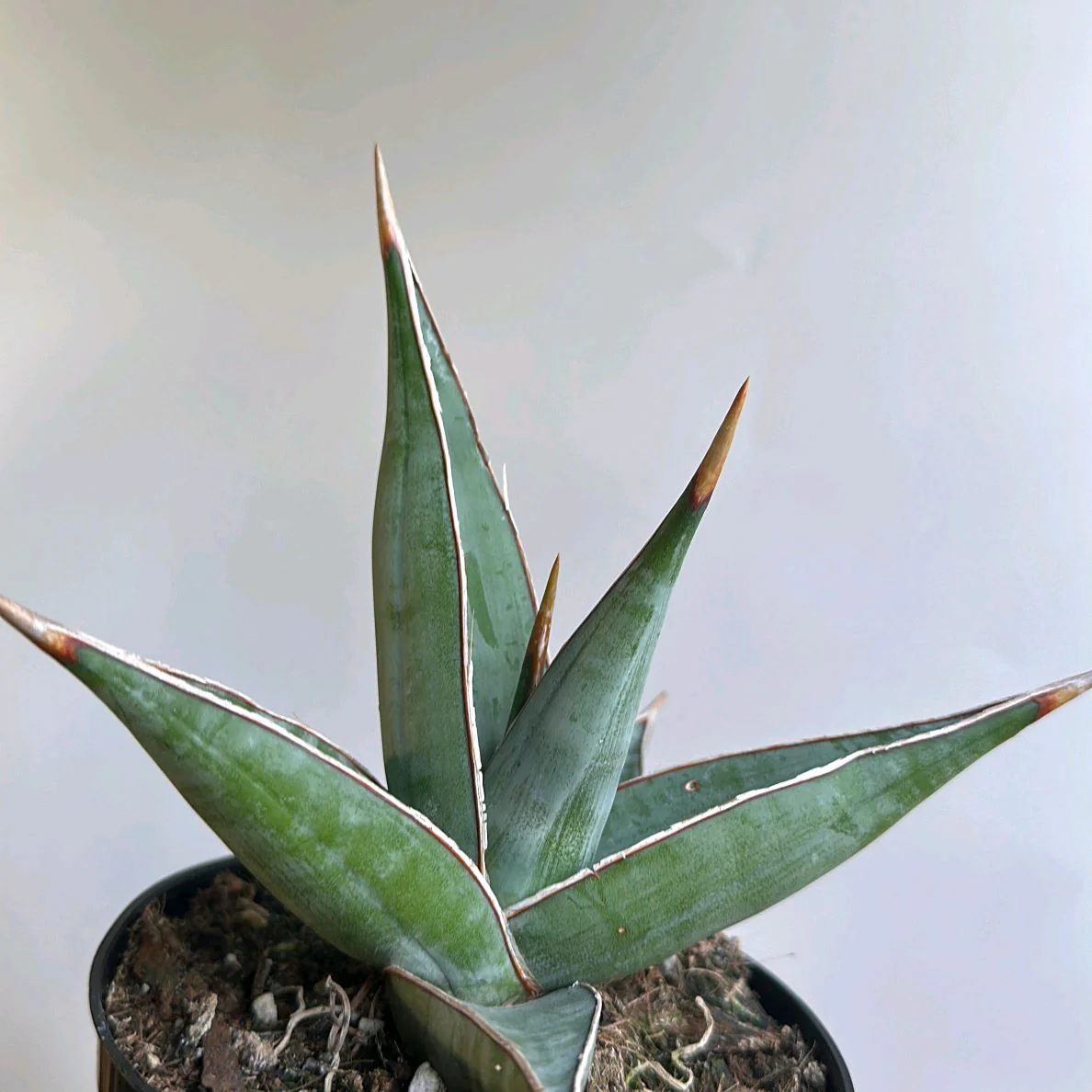 Sansevieria Pinguicula - Image 3