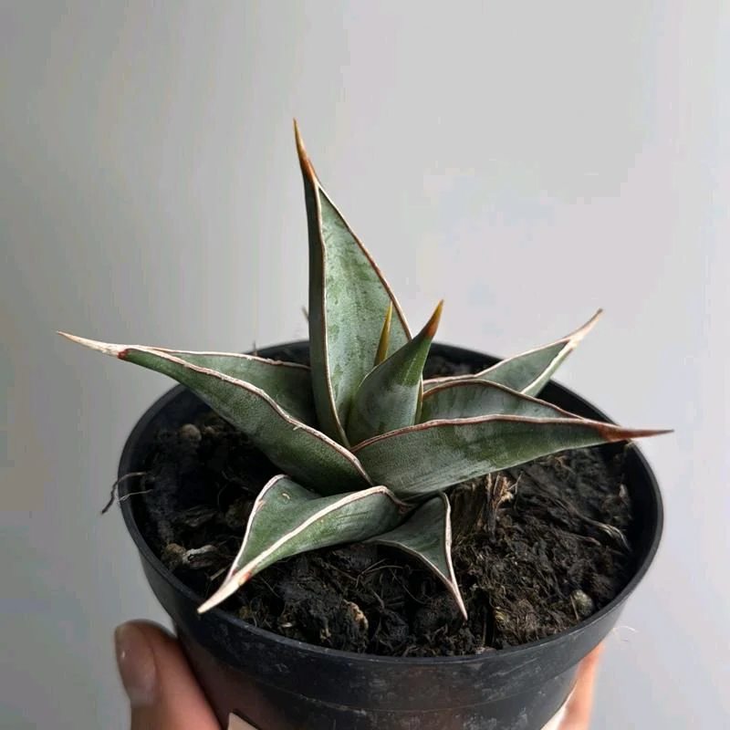 Sansevieria Pinguicula - Image 4