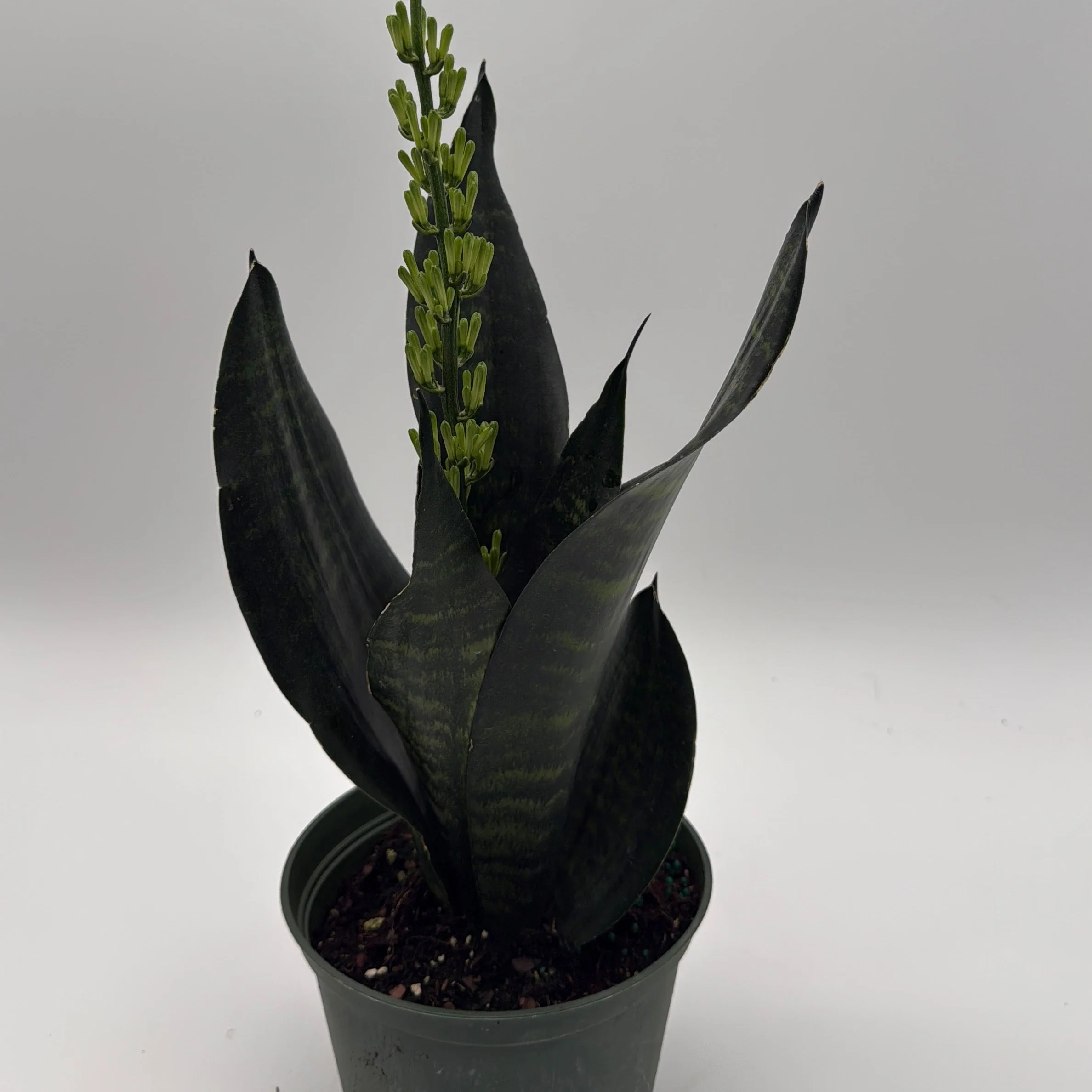 Sansevieria Robusta