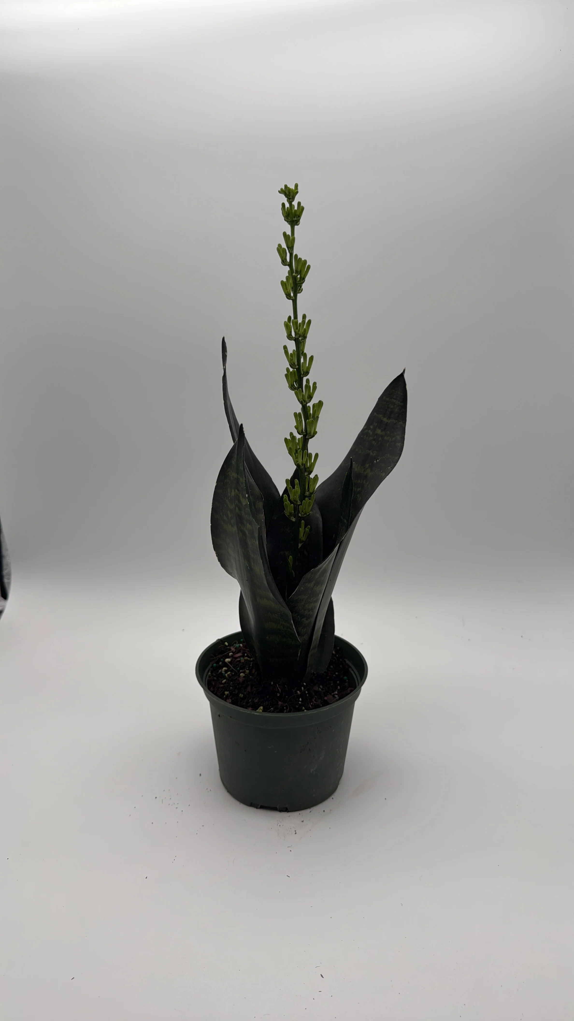 Sansevieria Robusta - Image 2