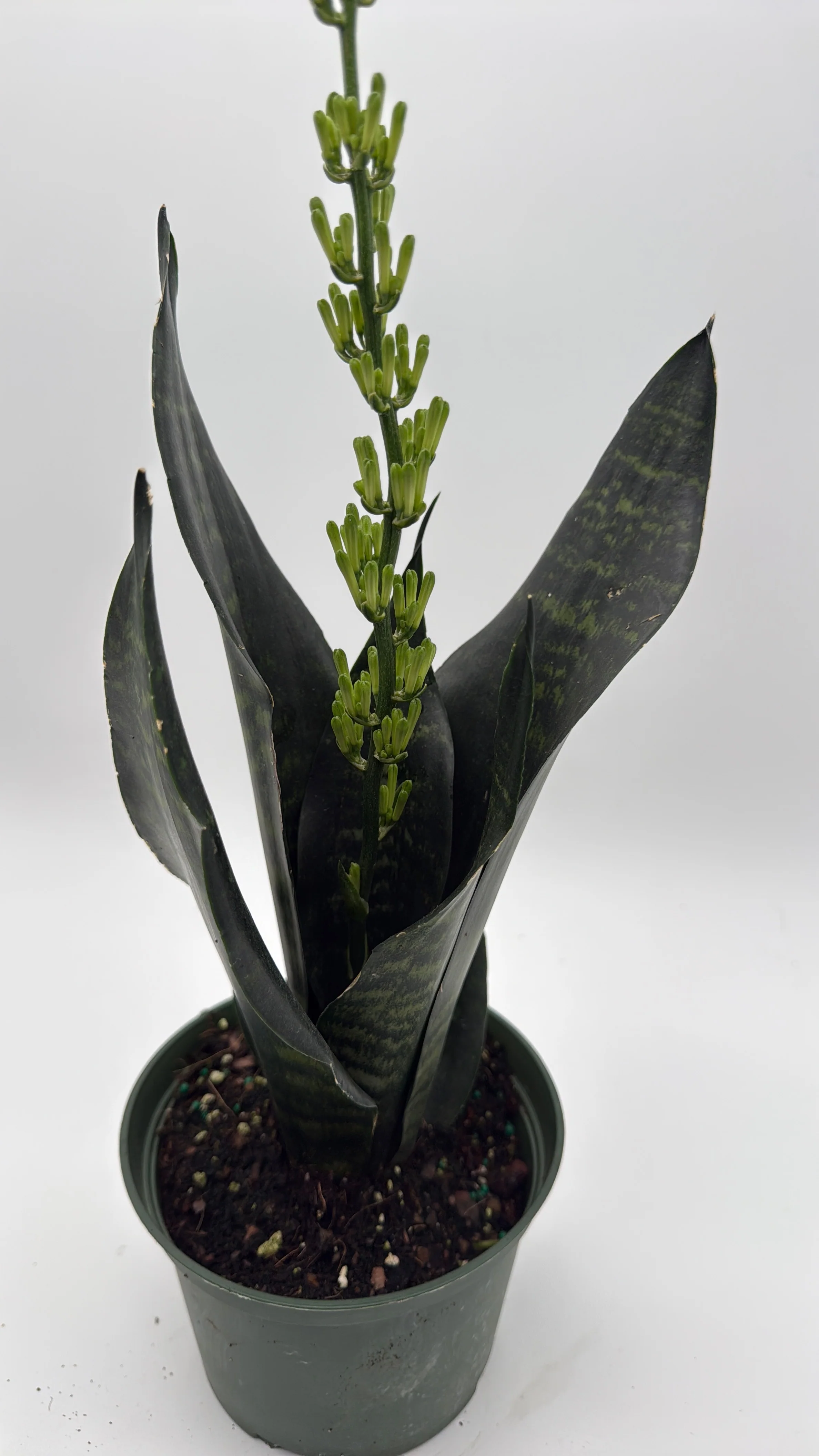 Sansevieria Robusta - Image 3