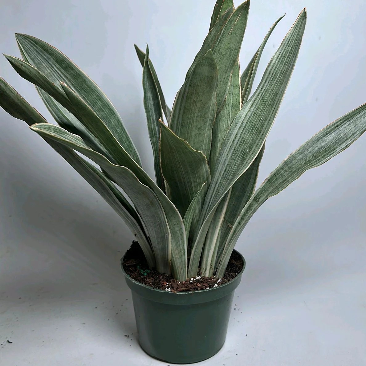 Sansevieria Sayuri