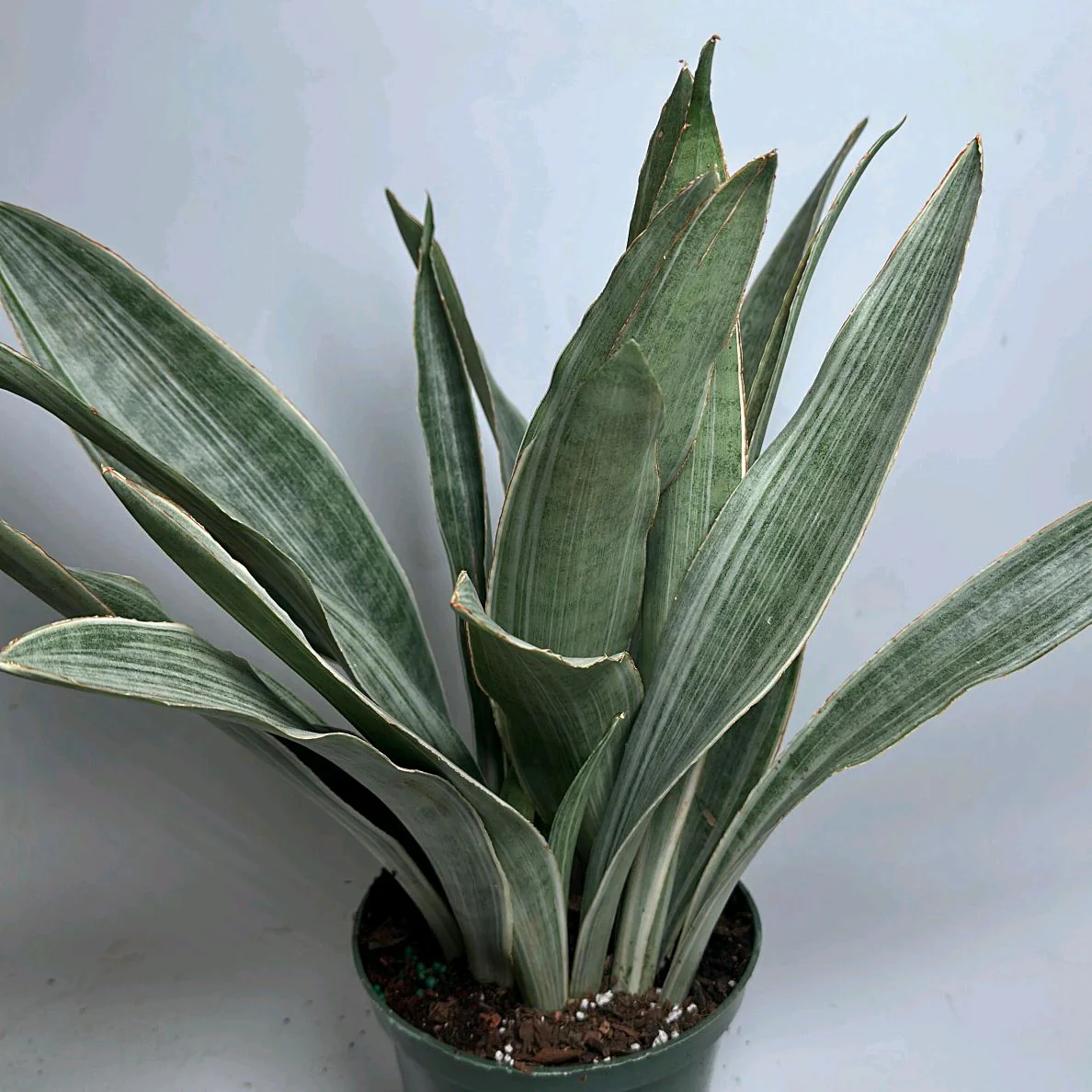 Sansevieria Sayuri - Image 2