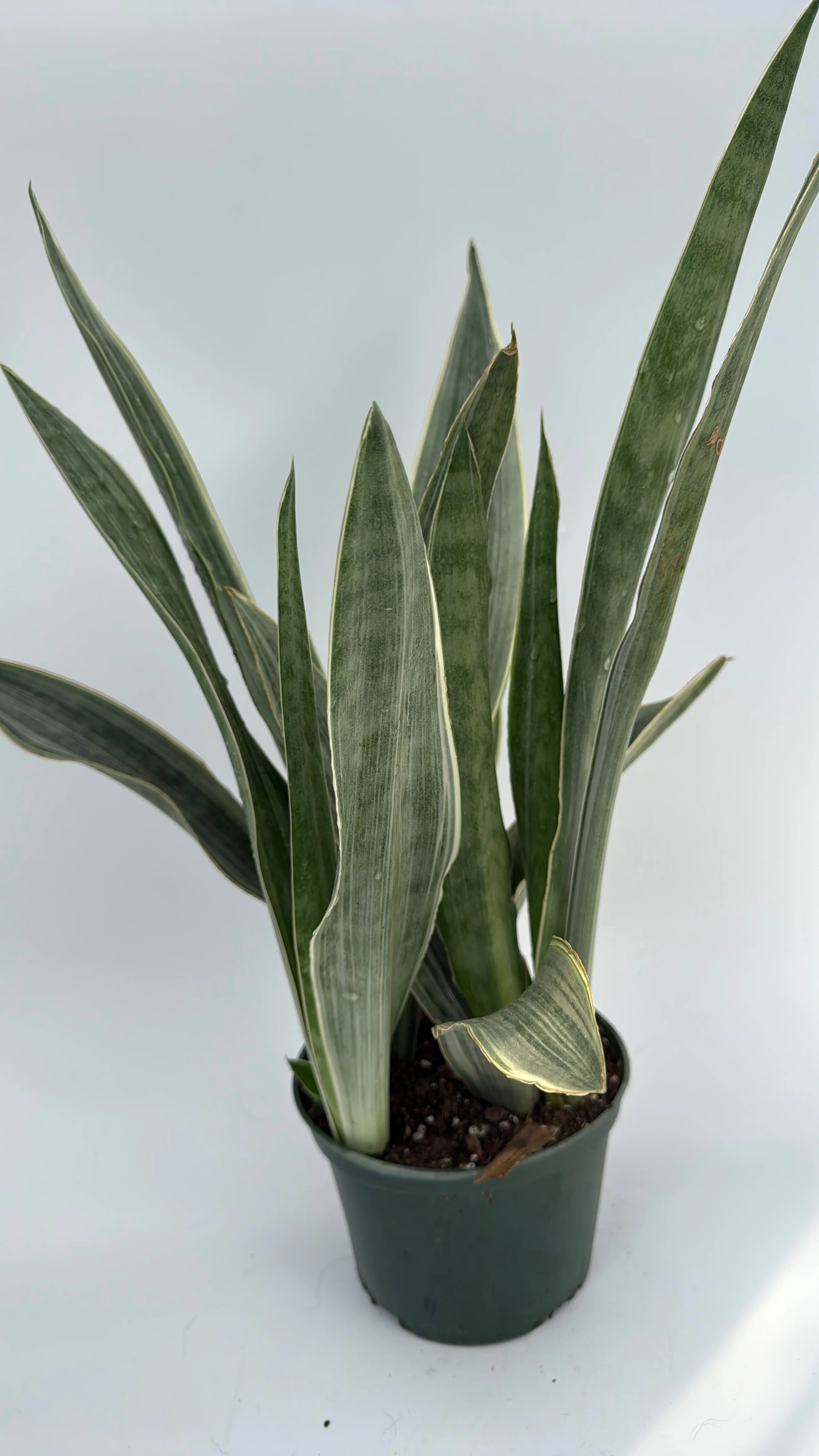 Sansevieria Sayuri - Image 3