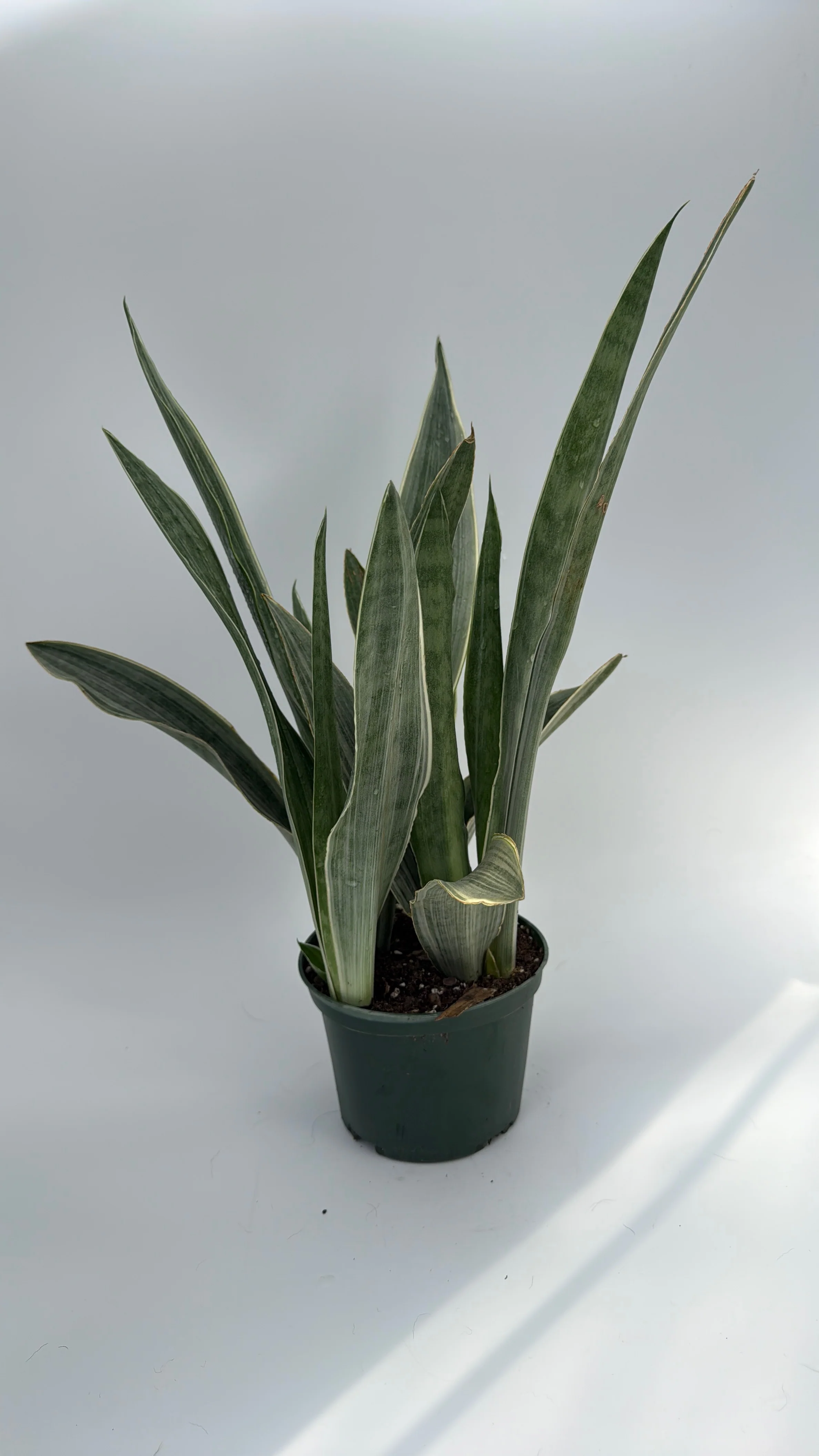 Sansevieria Sayuri - Image 4