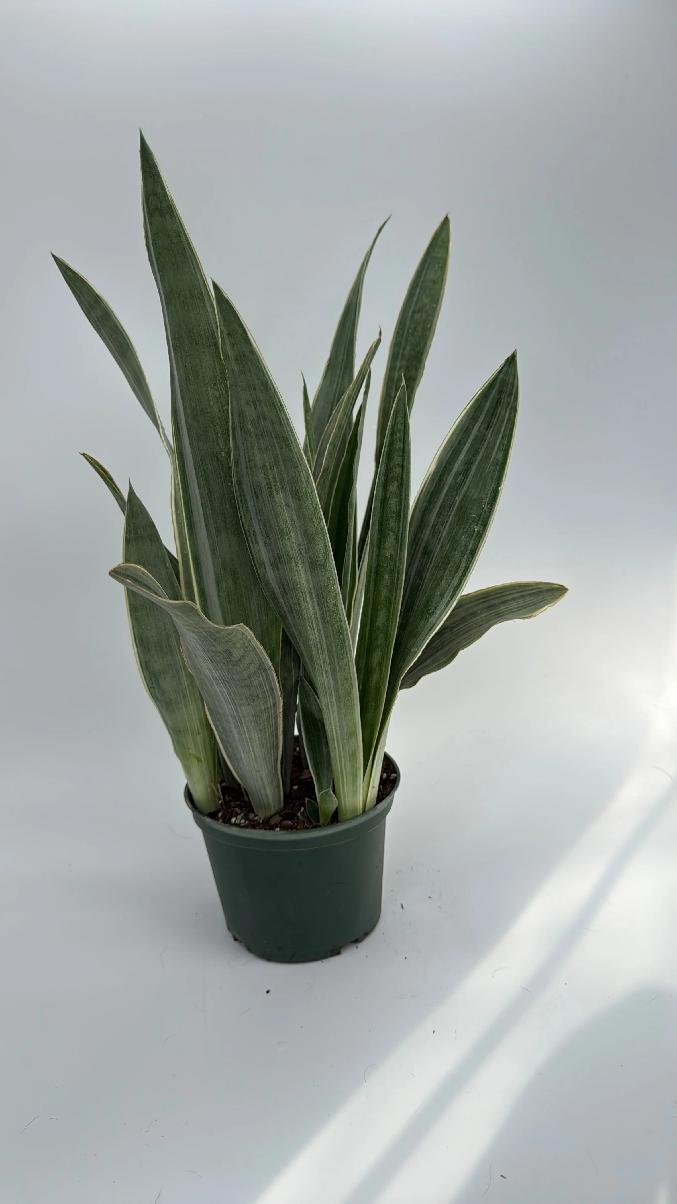 Sansevieria Sayuri - Image 5