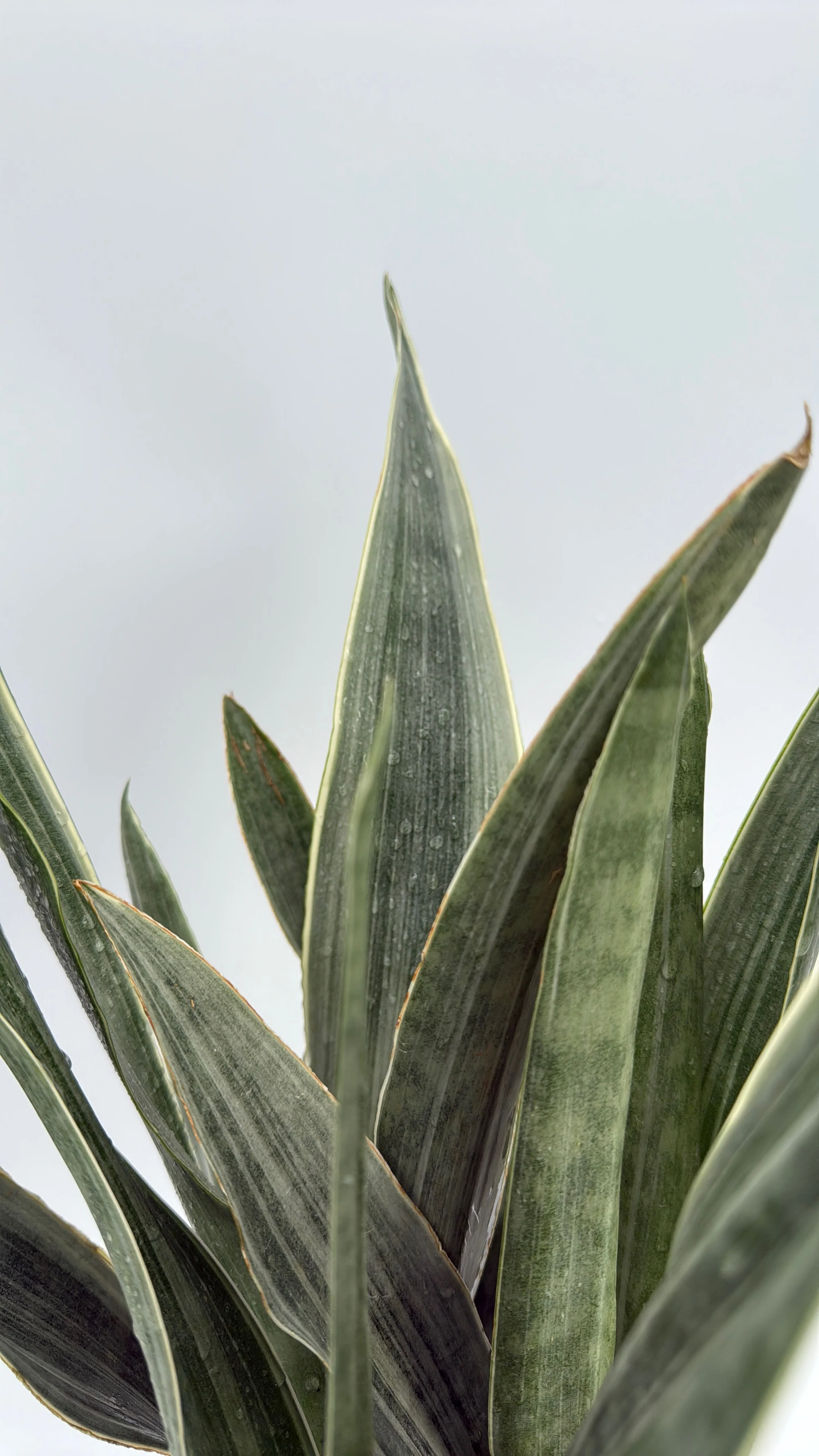 Sansevieria Sayuri - Image 6