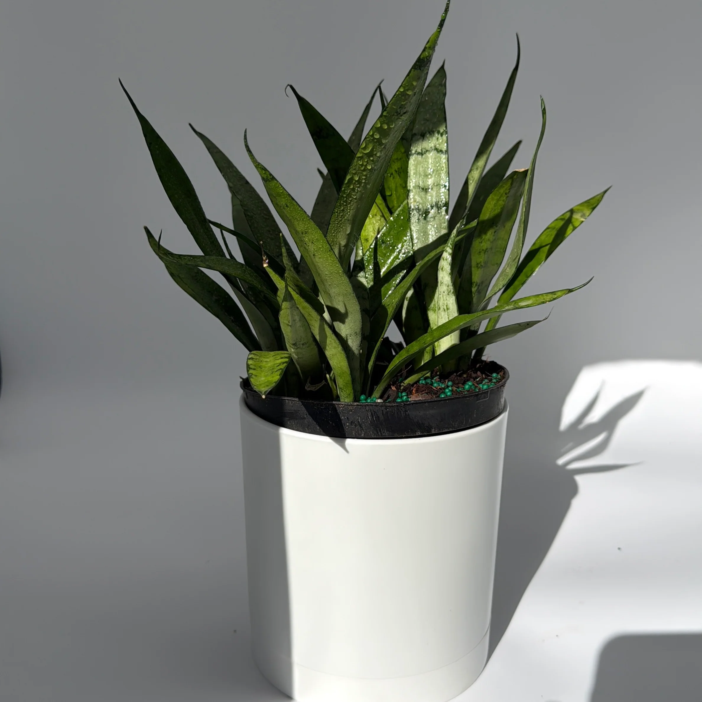 Sansevieria 'Silver Streak'