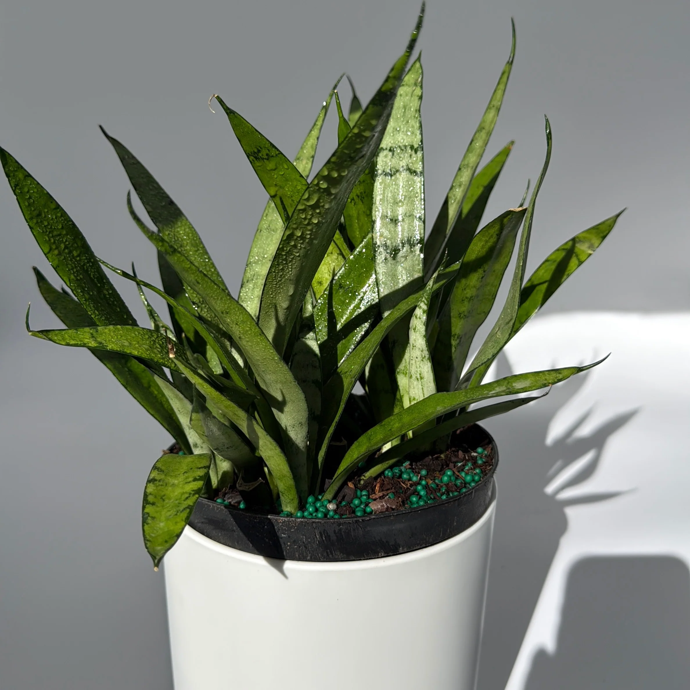 Sansevieria 'Silver Streak' - Image 3