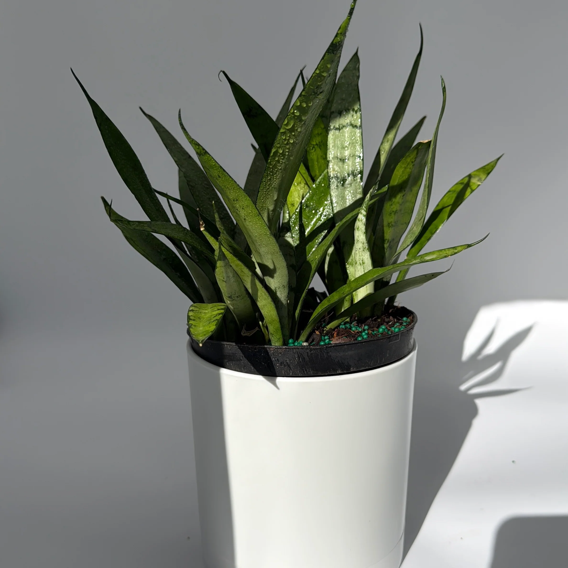Sansevieria 'Silver Streak' - Image 4