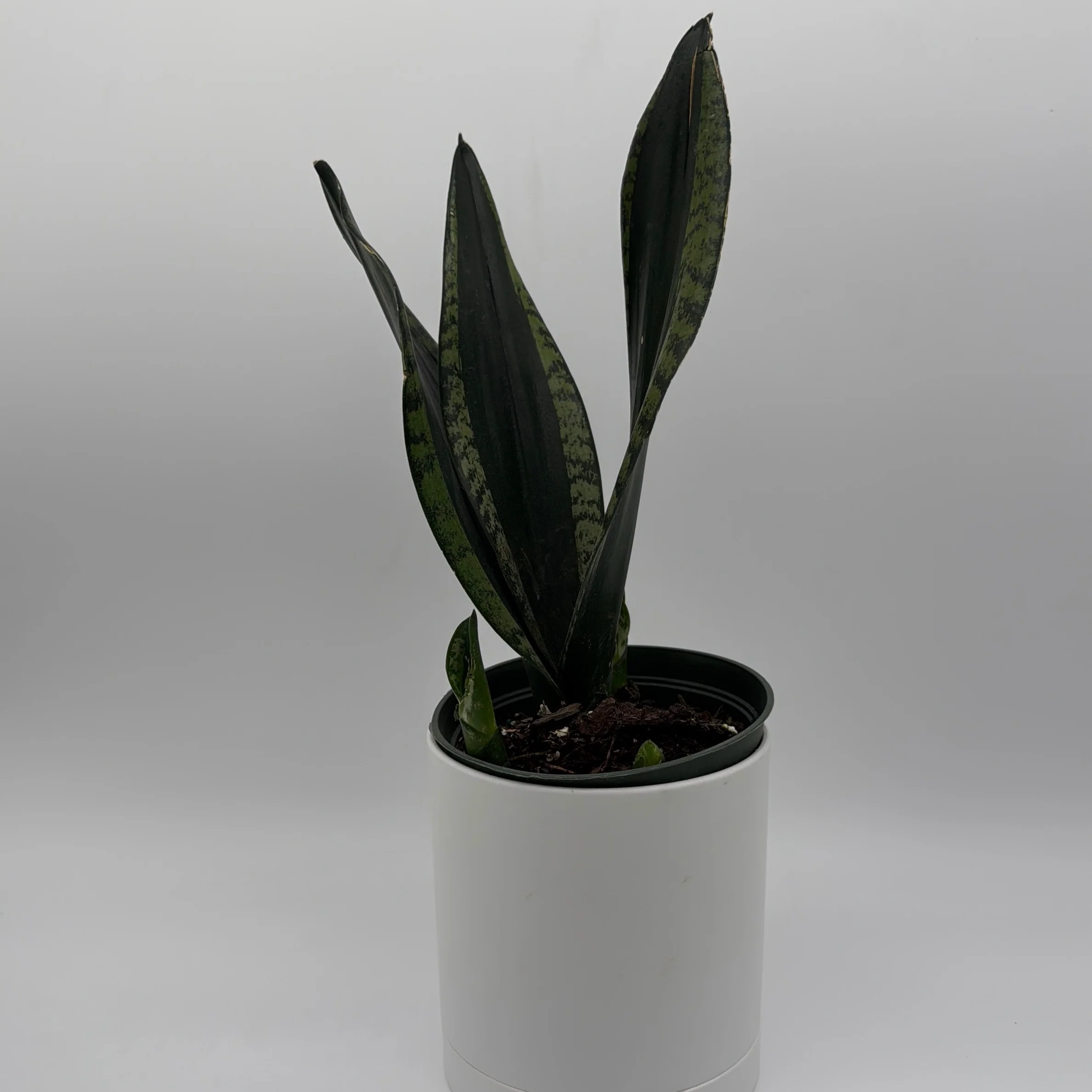 Sansevieria 'Whitney'