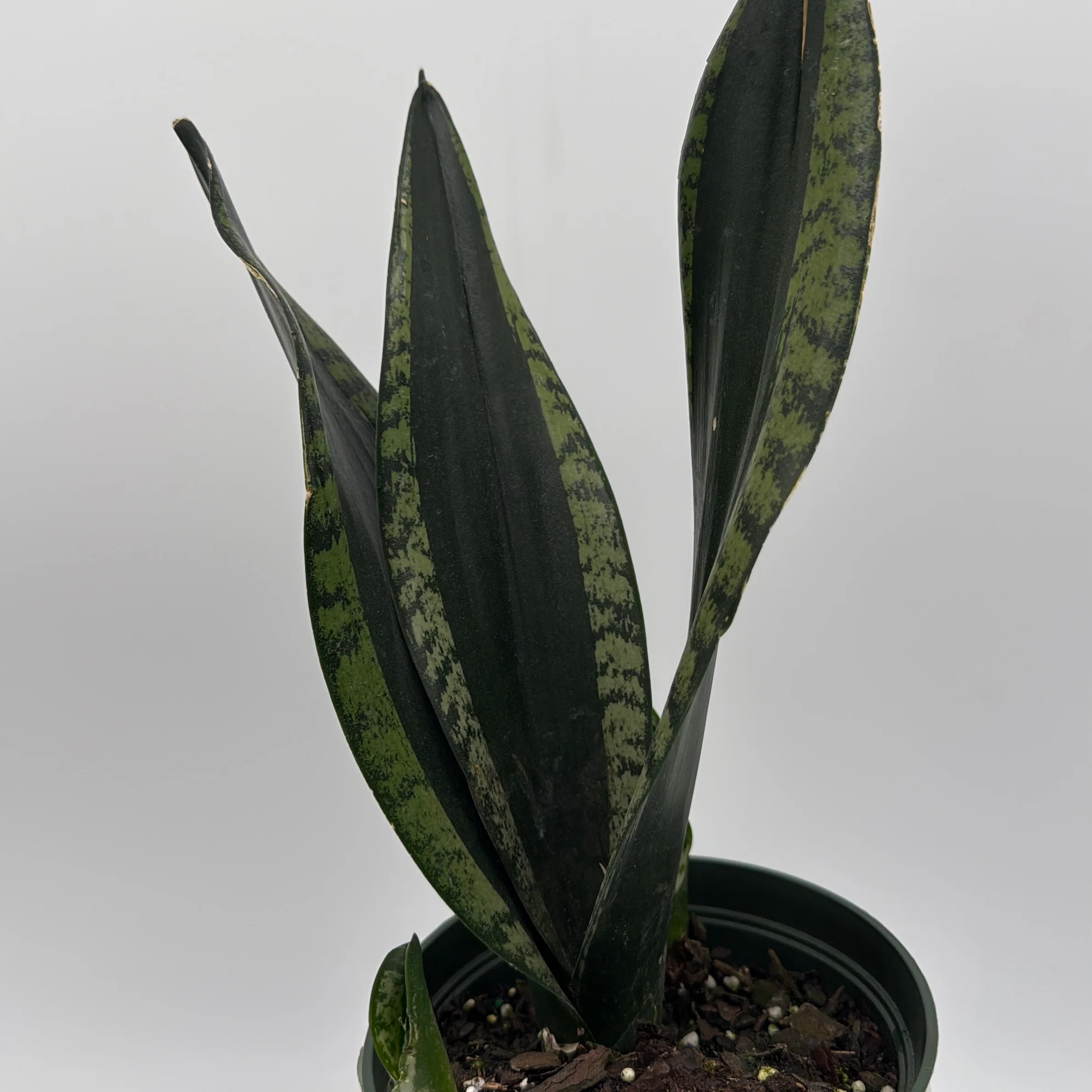 Sansevieria 'Whitney' - Image 2