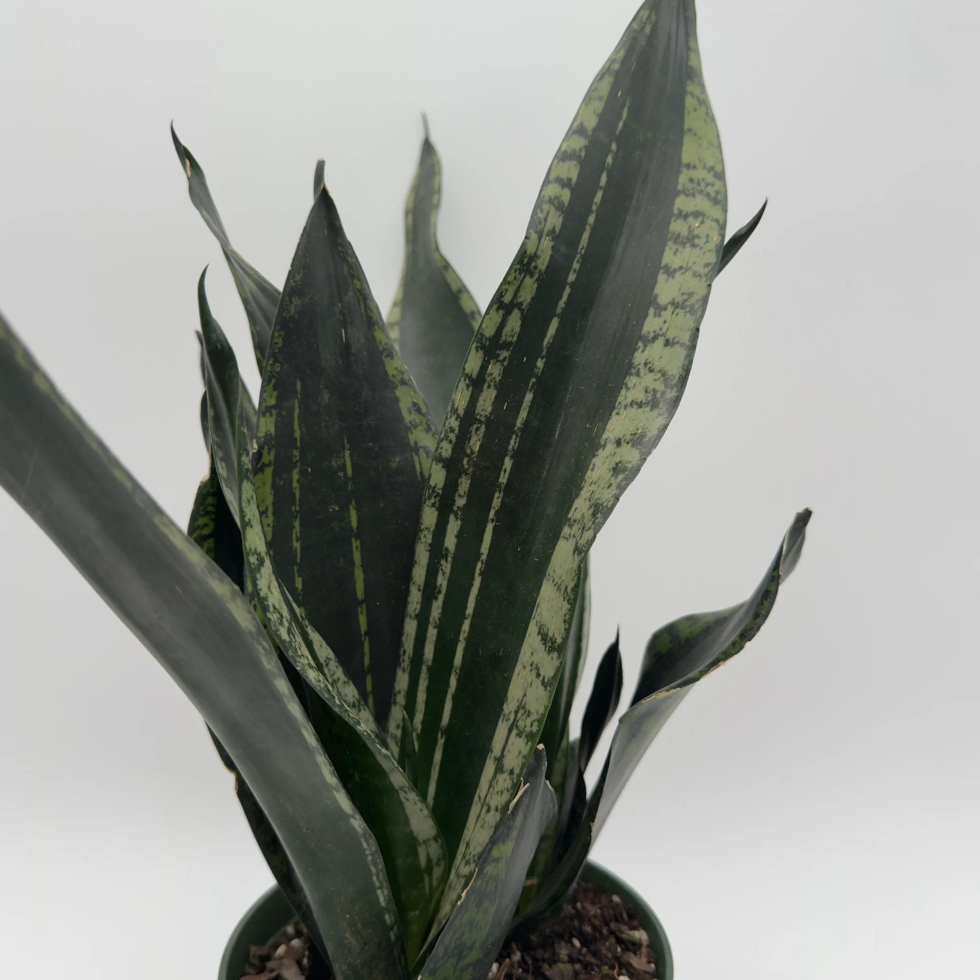 Sansevieria 'Whitney' - Image 4