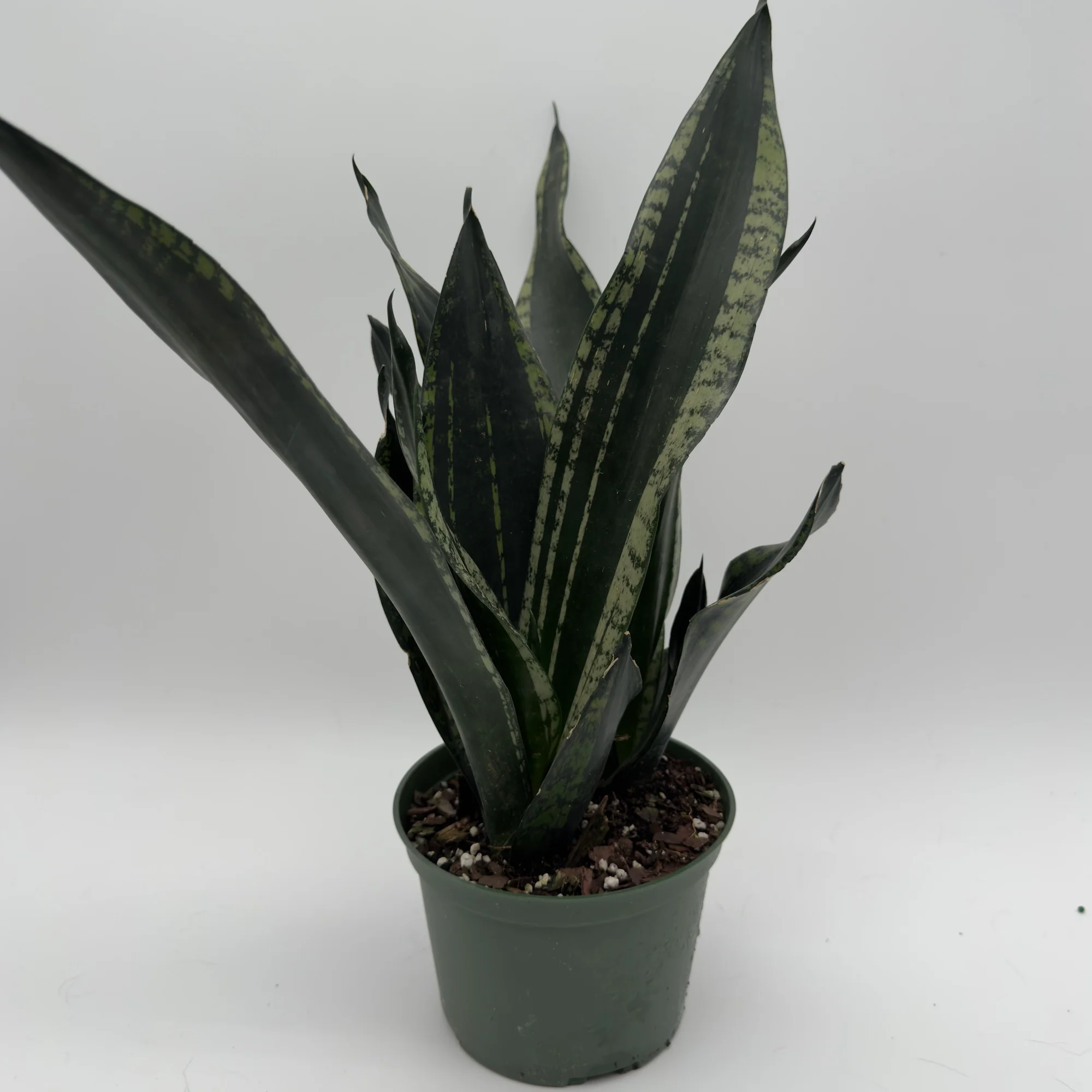 Sansevieria 'Whitney' - Image 5