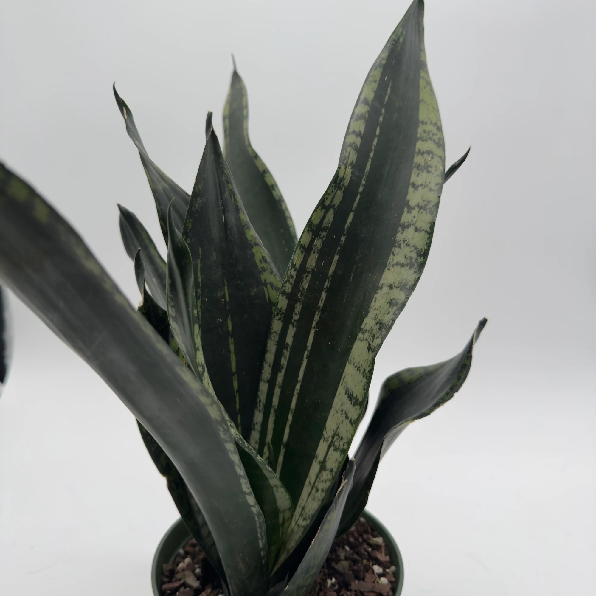 Sansevieria 'Whitney' - Image 6
