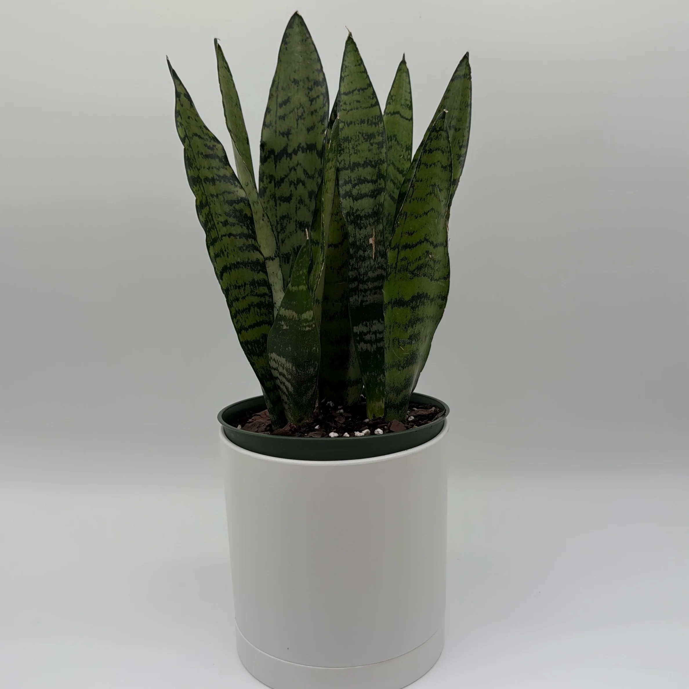 Sansevieria 'Zeylanica Zebra' (Snake Plant) - Image 2