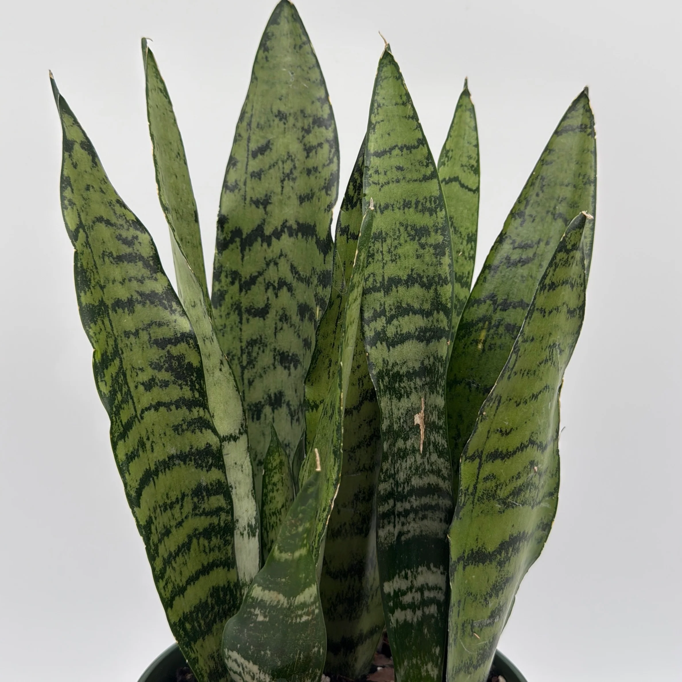 Sansevieria 'Zeylanica Zebra' (Snake Plant) - Image 3