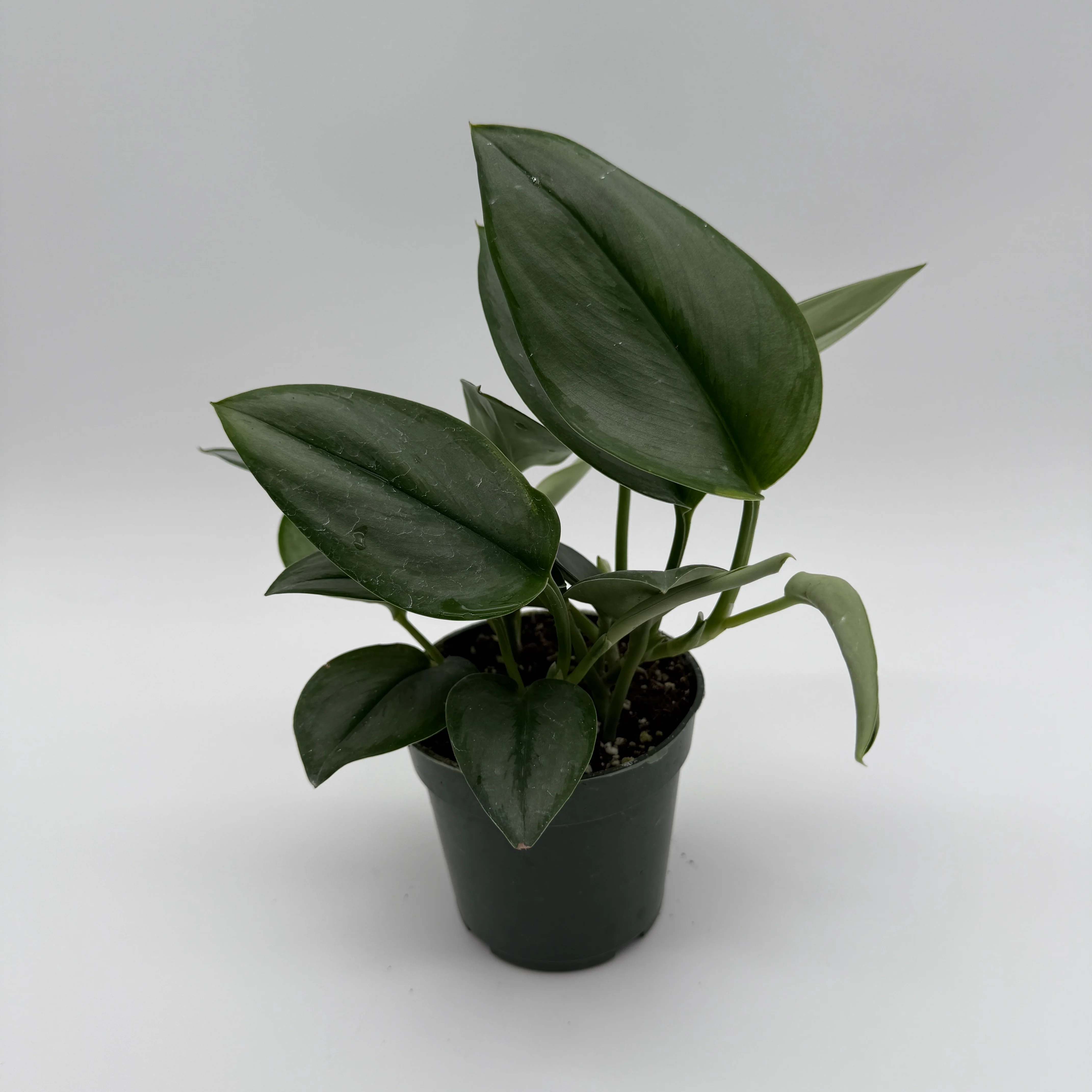 Scindapsus Moonlight